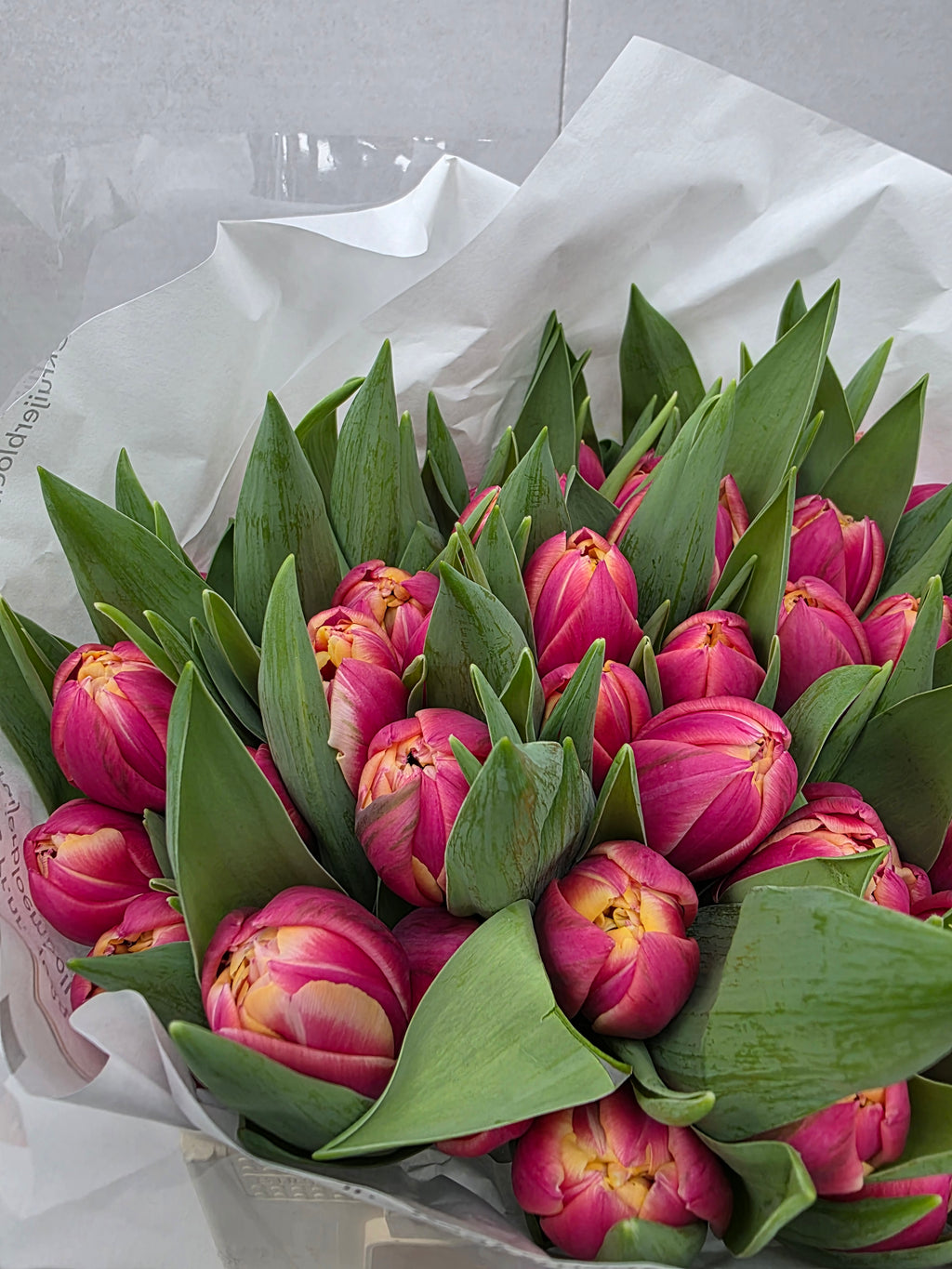 Farm Fresh Tulipa Du Columbus( Bunch of 50stems, Length 36cm)