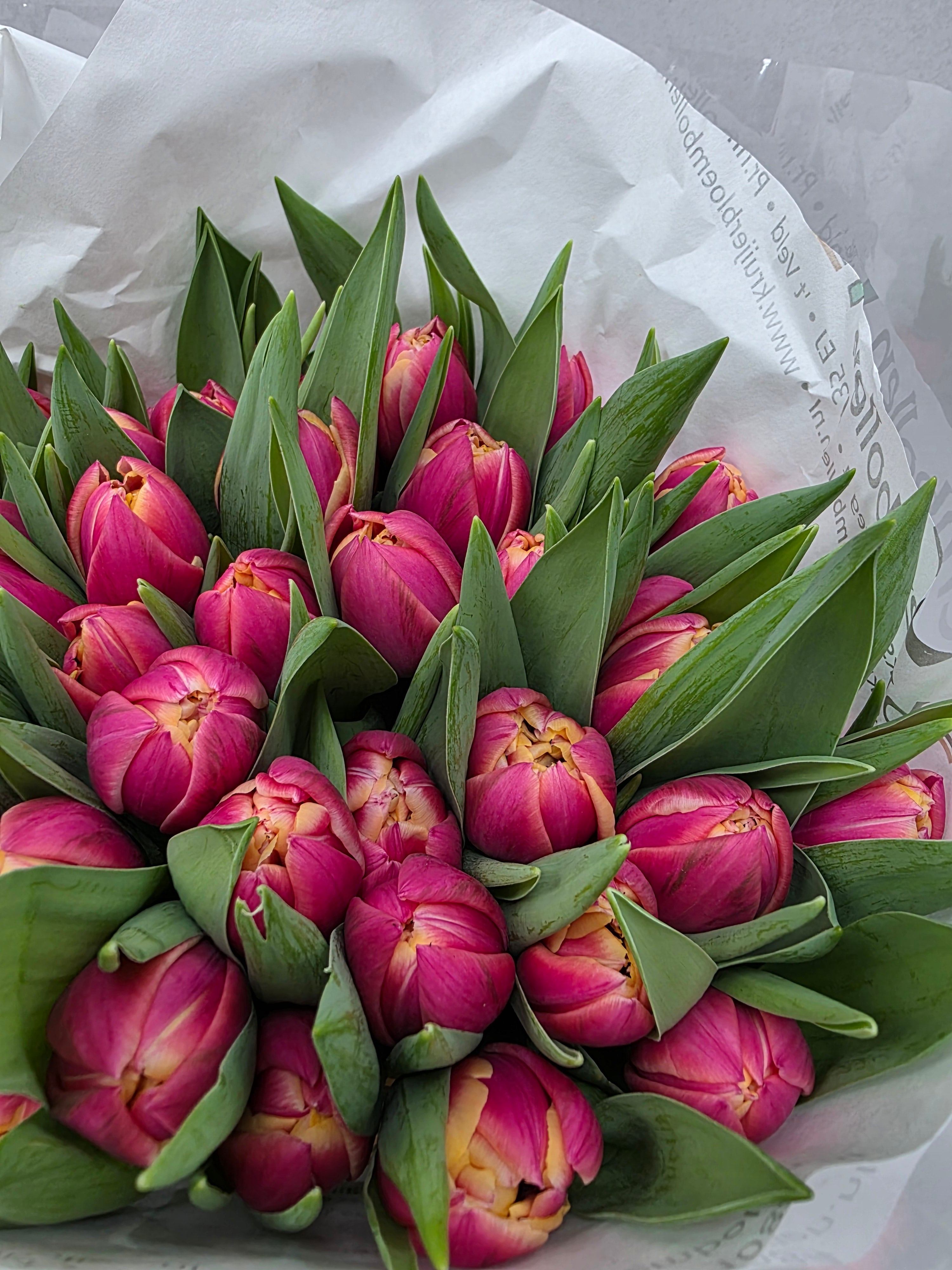 Farm Fresh Tulipa Du Columbus( Bunch of 50stems, Length 36cm)