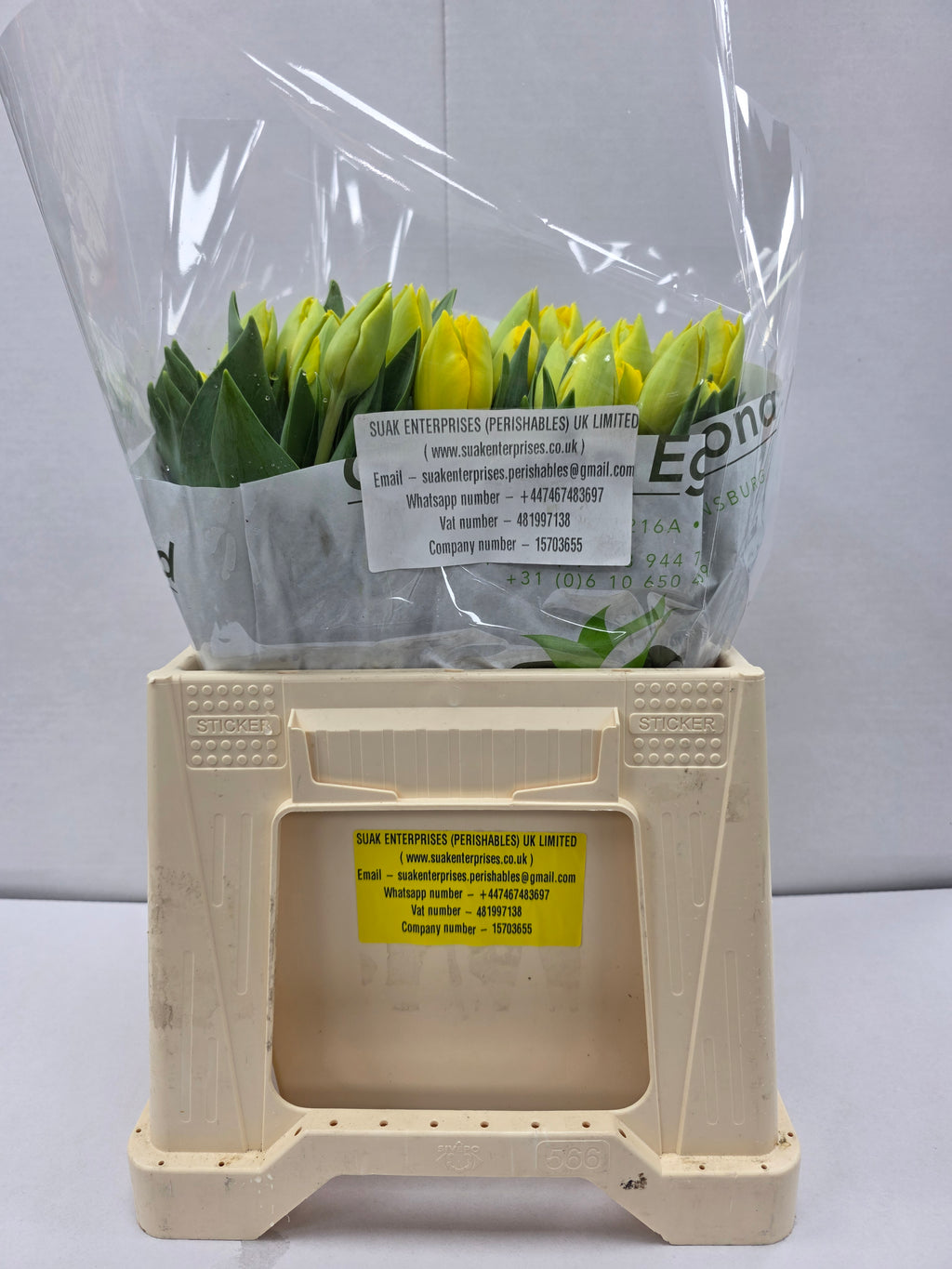 Farm Fresh Tulipa Du Double Trouble( Bunch of 50stems, Length 35cm)