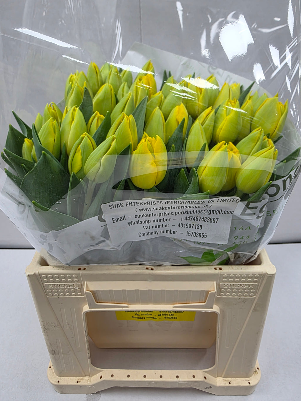 Farm Fresh Tulipa Du Double Trouble( Bunch of 50stems, Length 35cm)