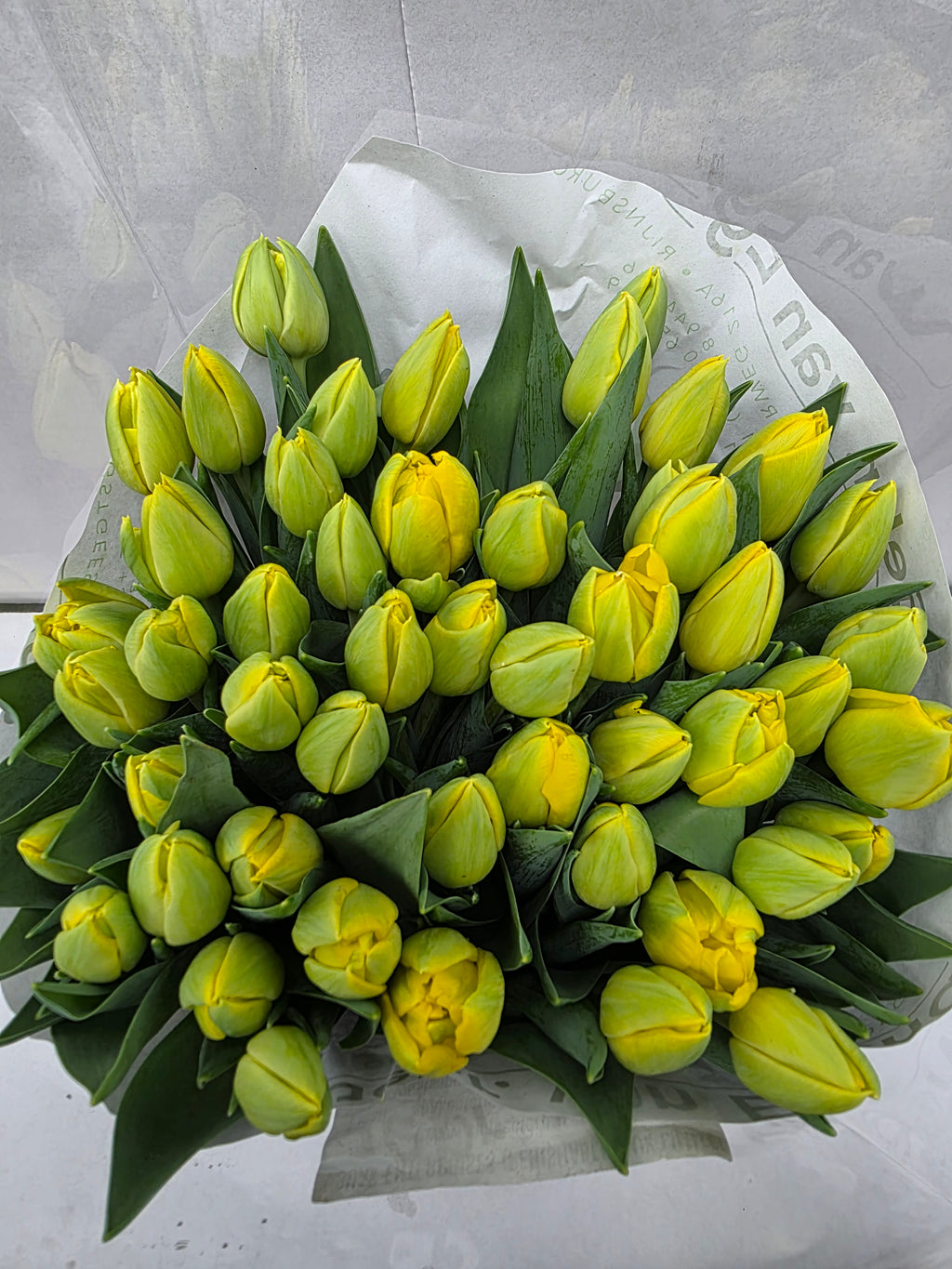 Farm Fresh Tulipa Du Double Trouble( Bunch of 50stems, Length 35cm)