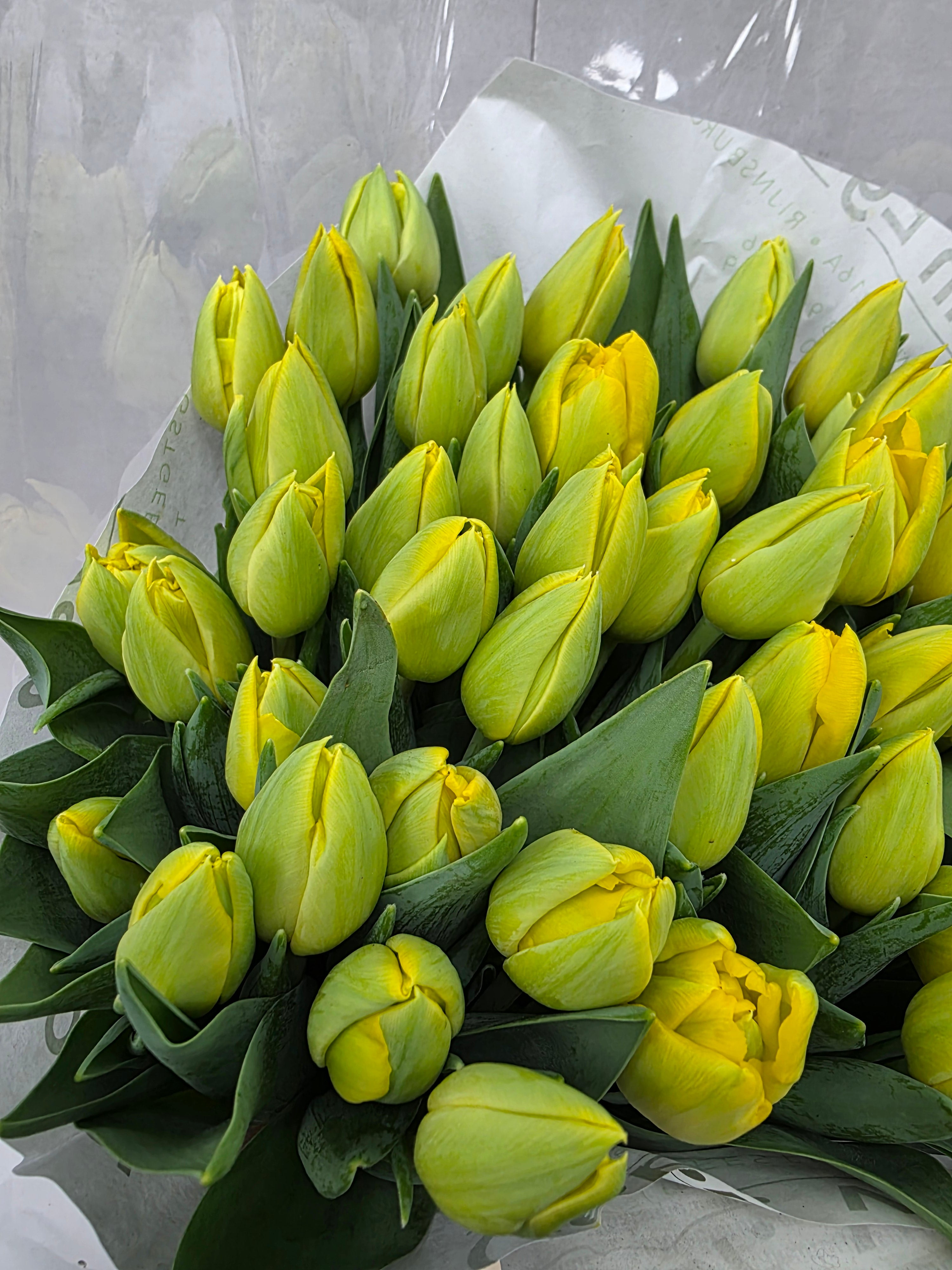 Farm Fresh Tulipa Du Double Trouble( Bunch of 50stems, Length 35cm)
