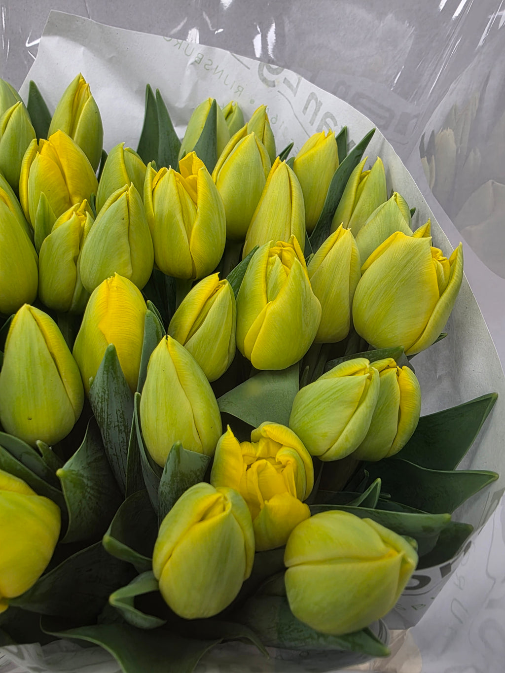 Farm Fresh Tulipa Du Double Trouble( Bunch of 50stems, Length 35cm)