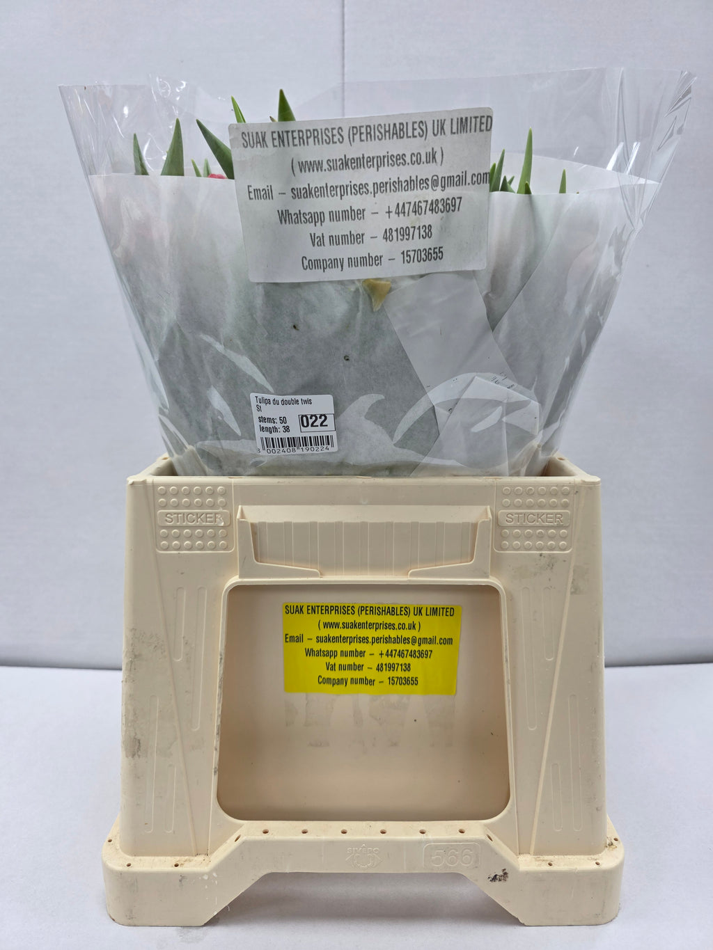 Farm Fresh Tulipa Du Double Twist( Bunch of 50stems, Length 36cm)