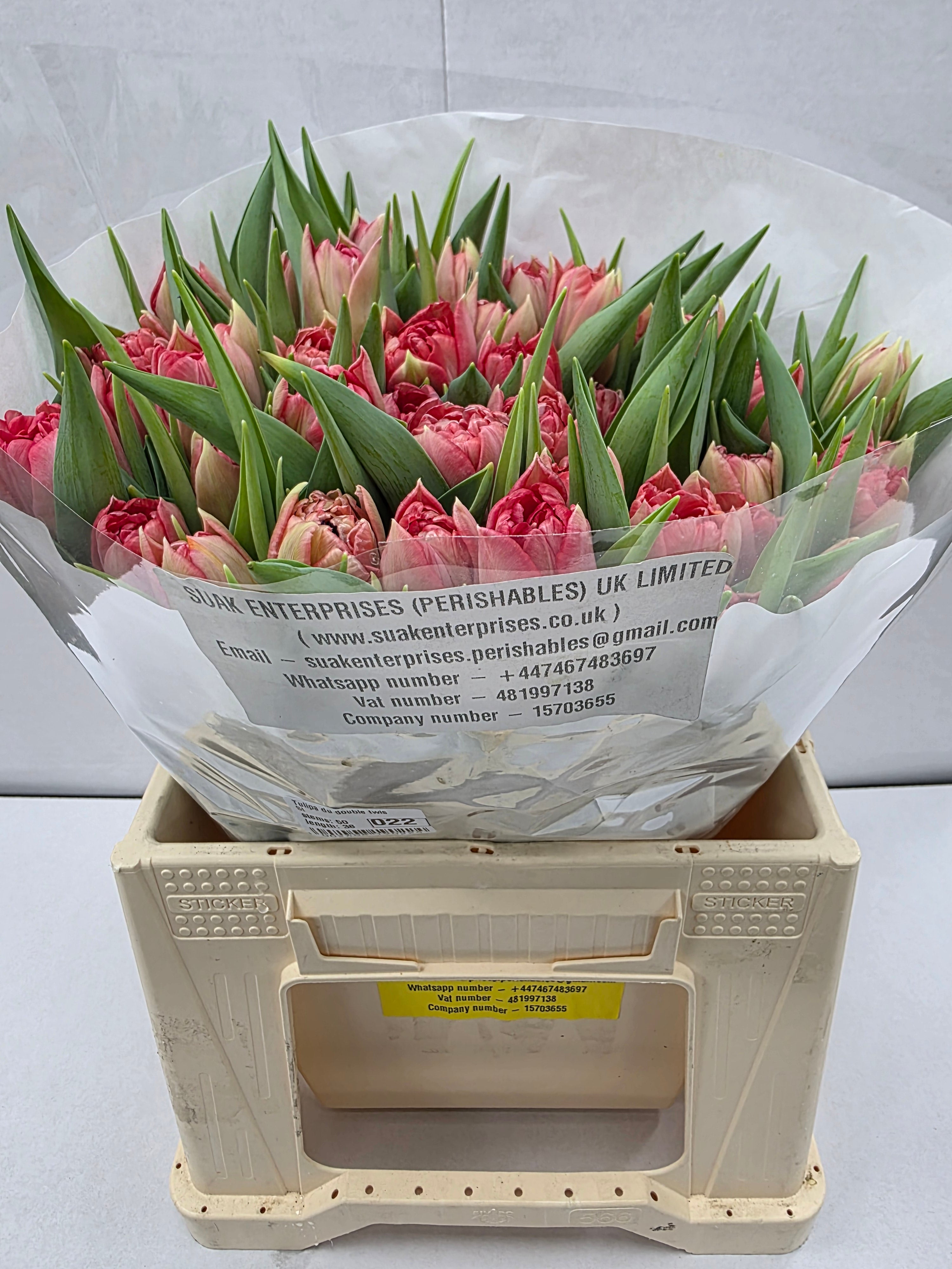 Farm Fresh Tulipa Du Double Twist( Bunch of 50stems, Length 36cm)