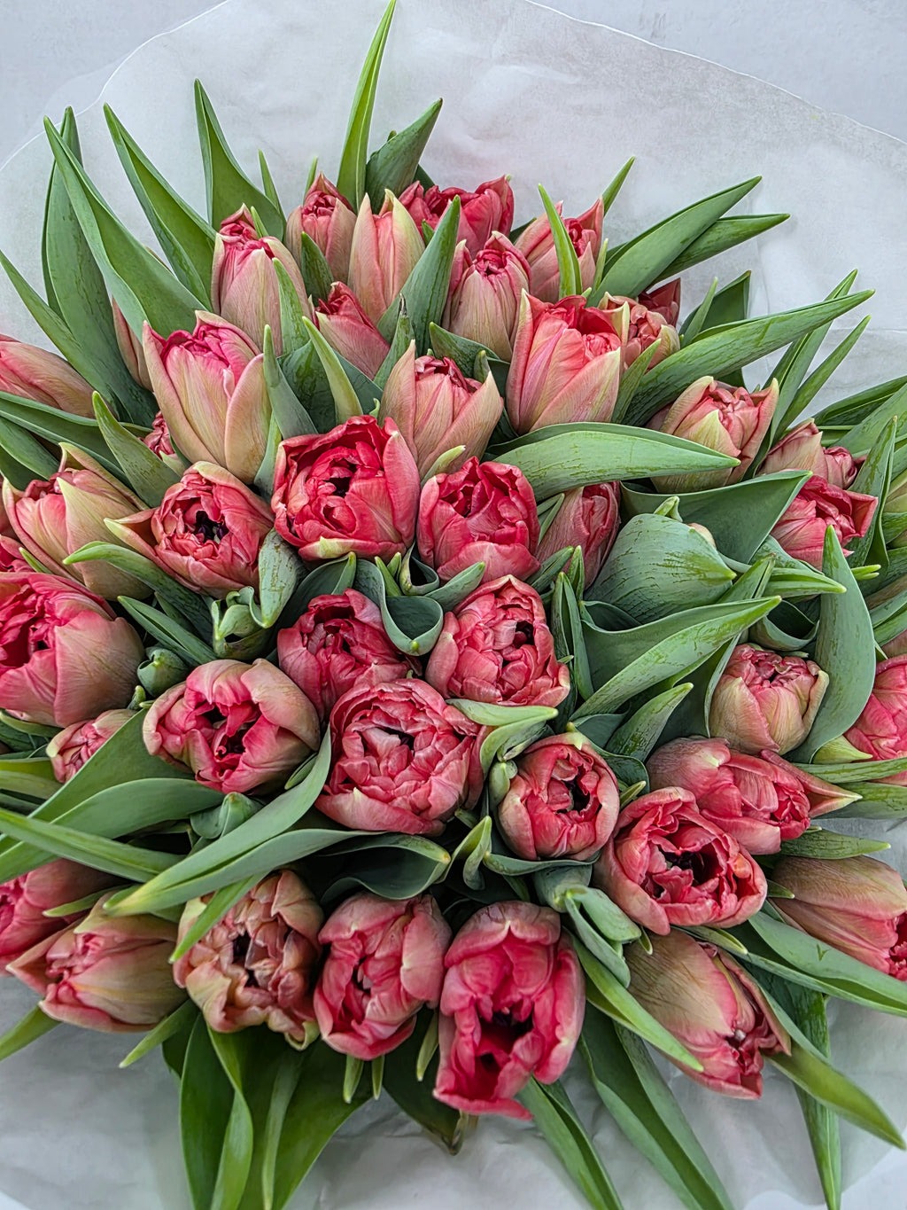 Farm Fresh Tulipa Du Double Twist( Bunch of 50stems, Length 36cm)