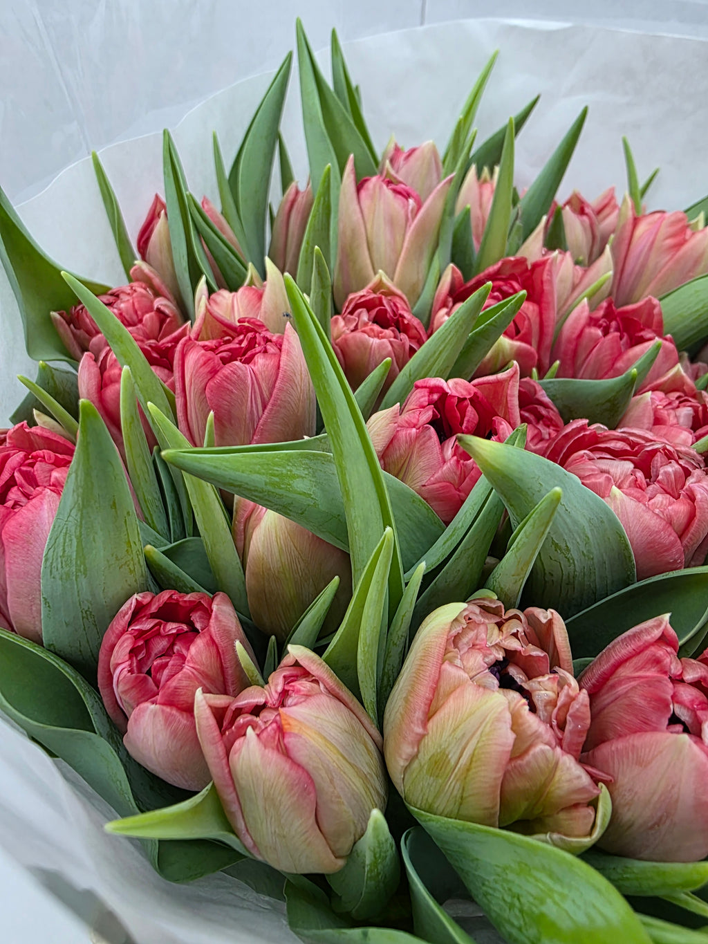 Farm Fresh Tulipa Du Double Twist( Bunch of 50stems, Length 36cm)