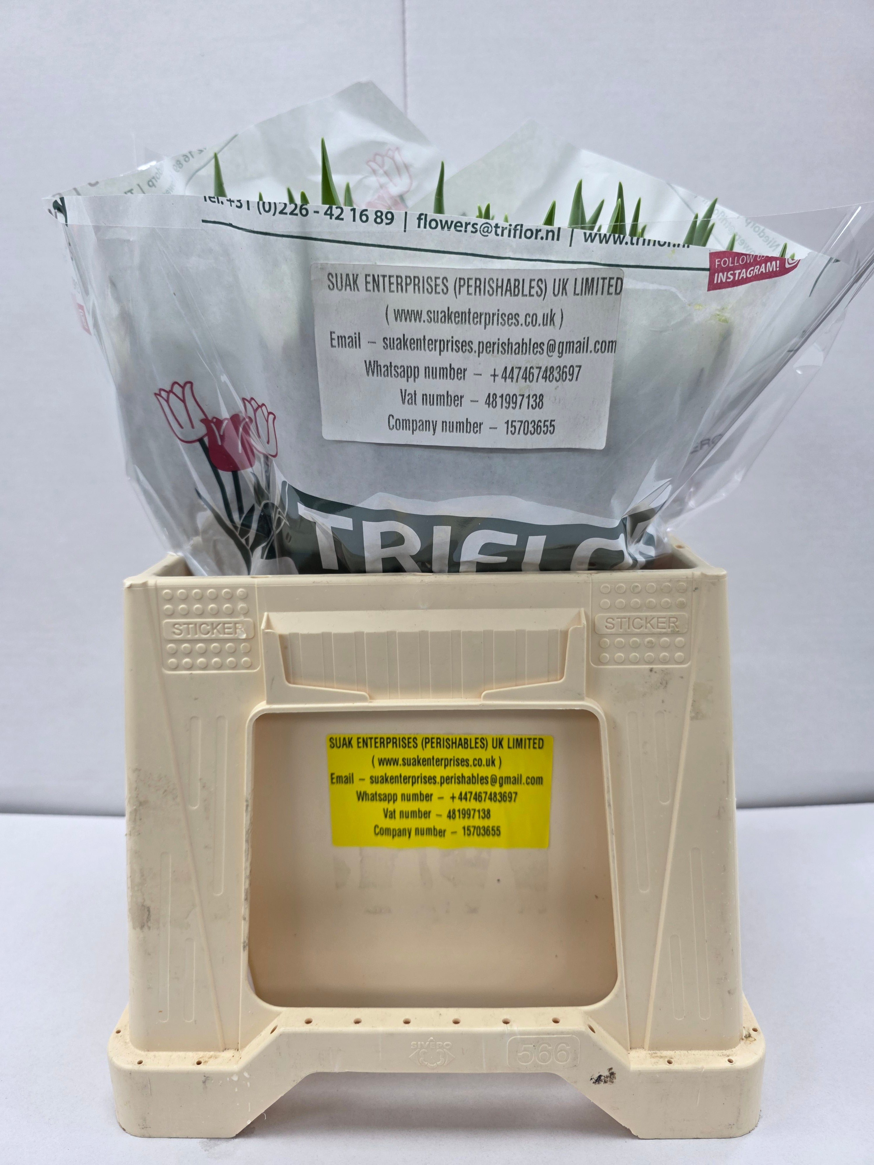 Farm Fresh Tulipa Du Iceberg ( Bunch of 50stems, Length 37cm)