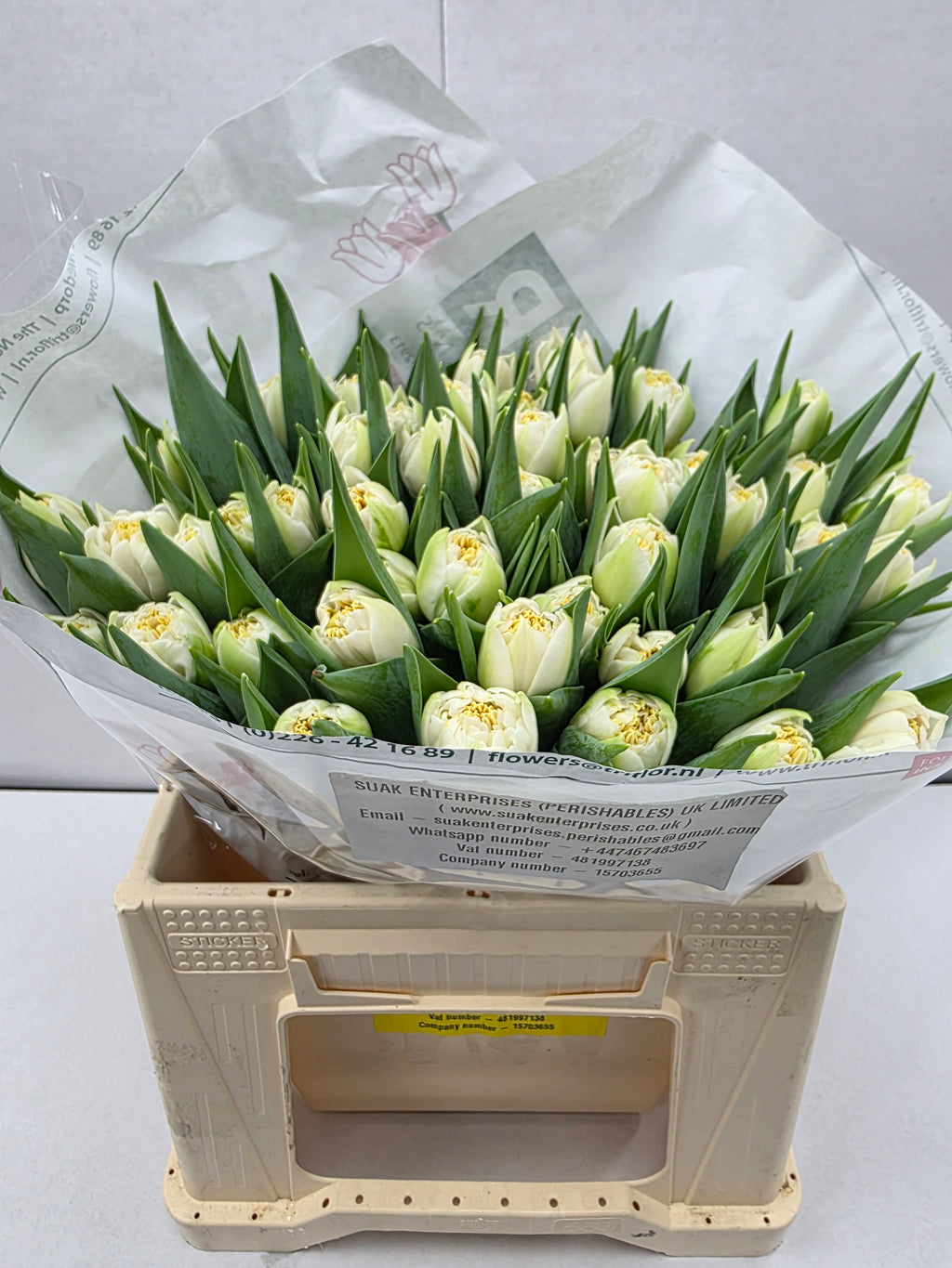 Farm Fresh Tulipa Du Iceberg ( Bunch of 50stems, Length 37cm)