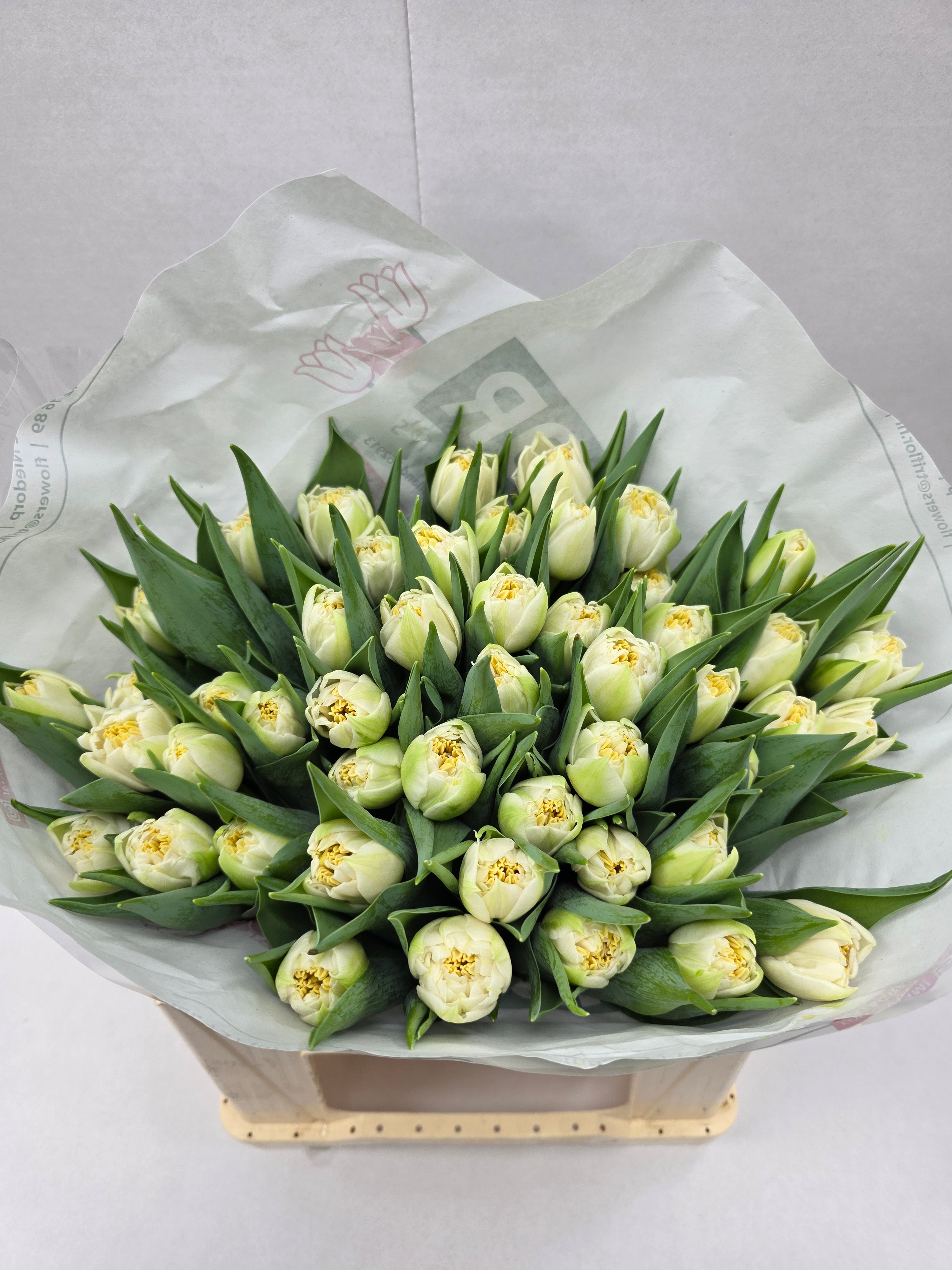 Farm Fresh Tulipa Du Iceberg ( Bunch of 50stems, Length 37cm)