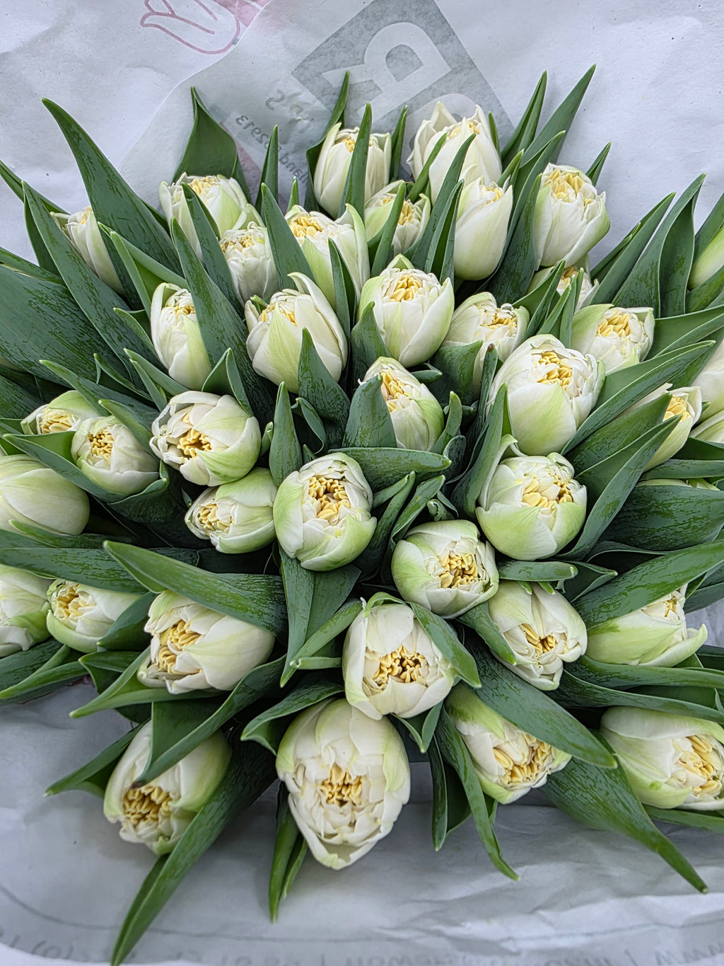 Farm Fresh Tulipa Du Iceberg ( Bunch of 50stems, Length 37cm)