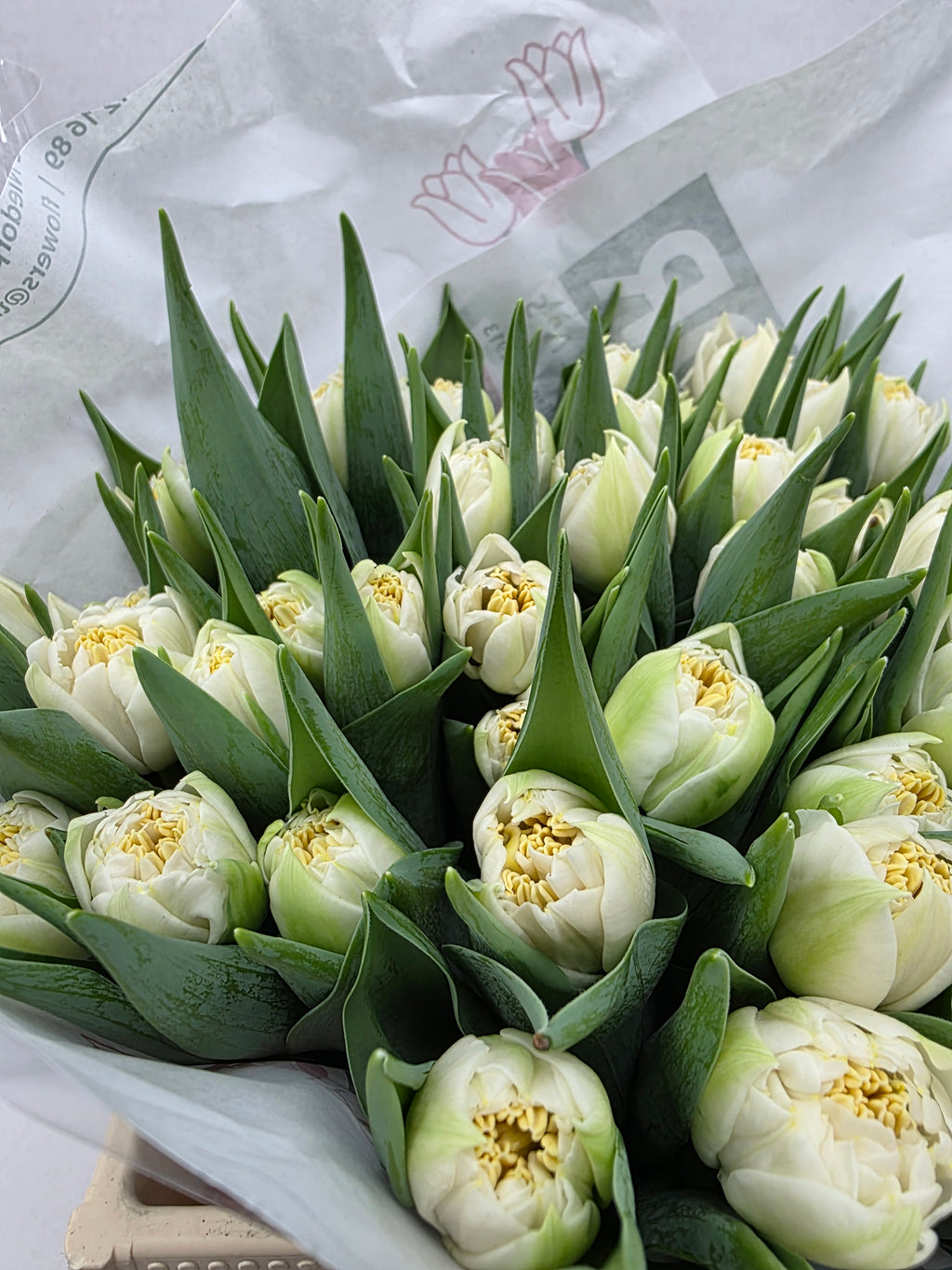 Farm Fresh Tulipa Du Iceberg ( Bunch of 50stems, Length 37cm)
