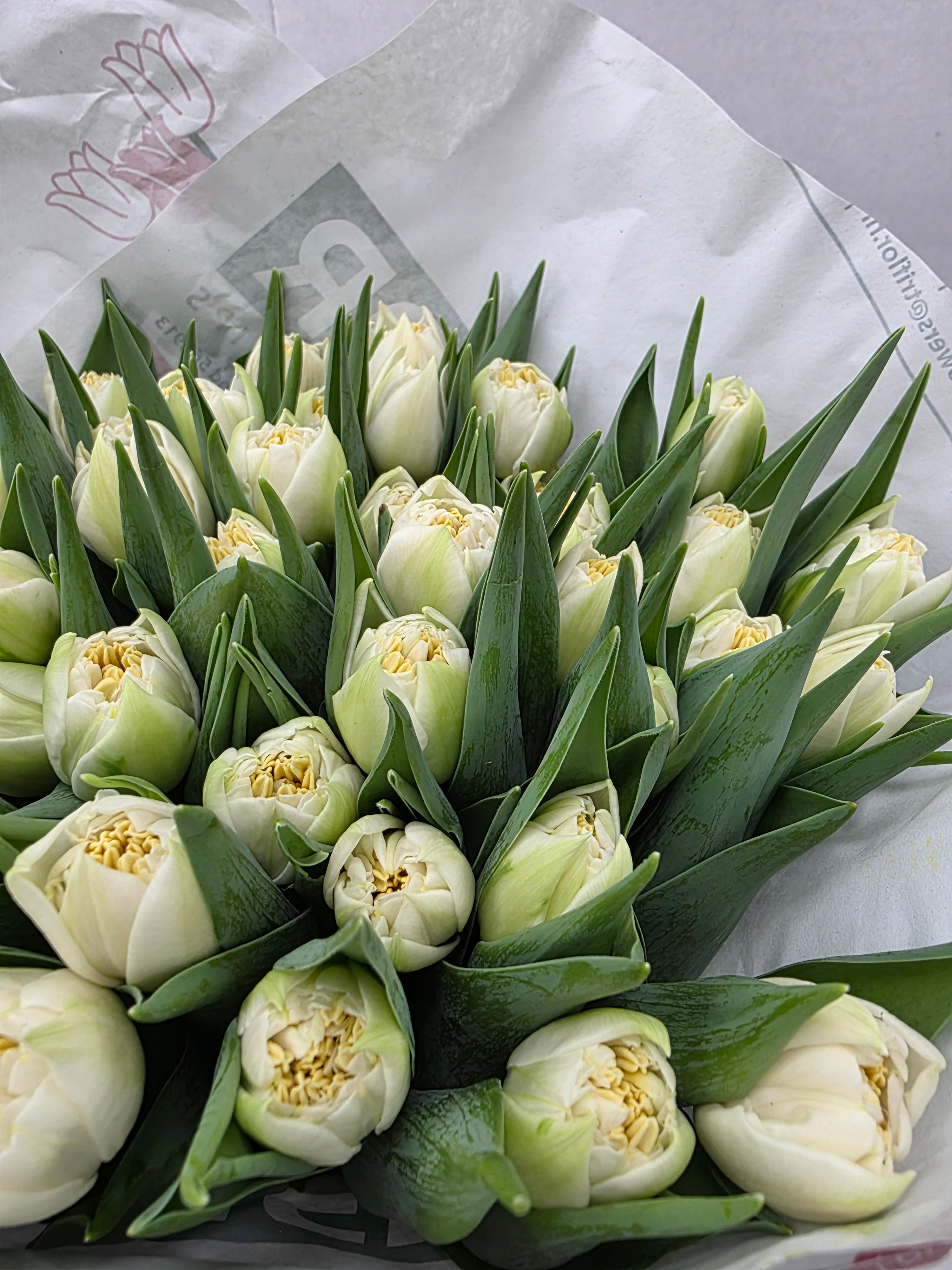 Farm Fresh Tulipa Du Iceberg ( Bunch of 50stems, Length 37cm)
