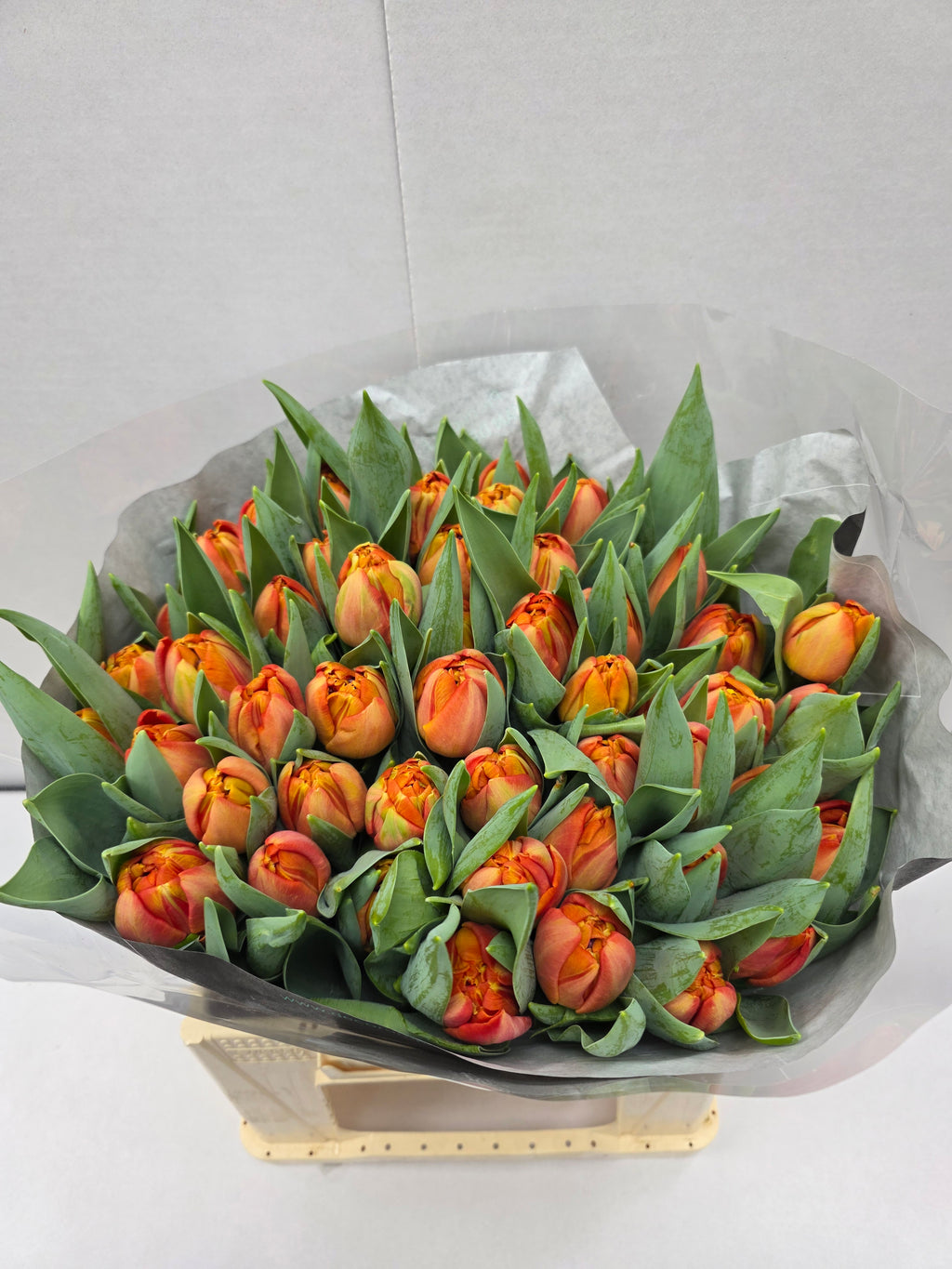 Farm Fresh Tulipa Du Lorenzo ( Bunch of 50stems, Length 38cm)