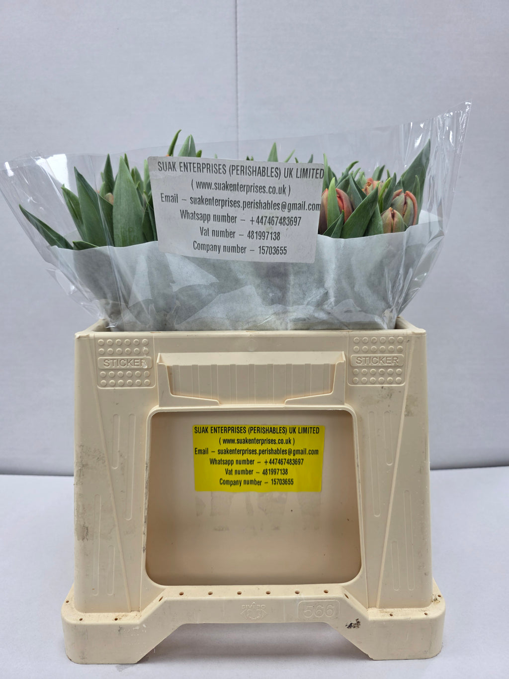 Farm Fresh Tulipa Du Orange Princess( Bunch of 50stems, Length 36cm)