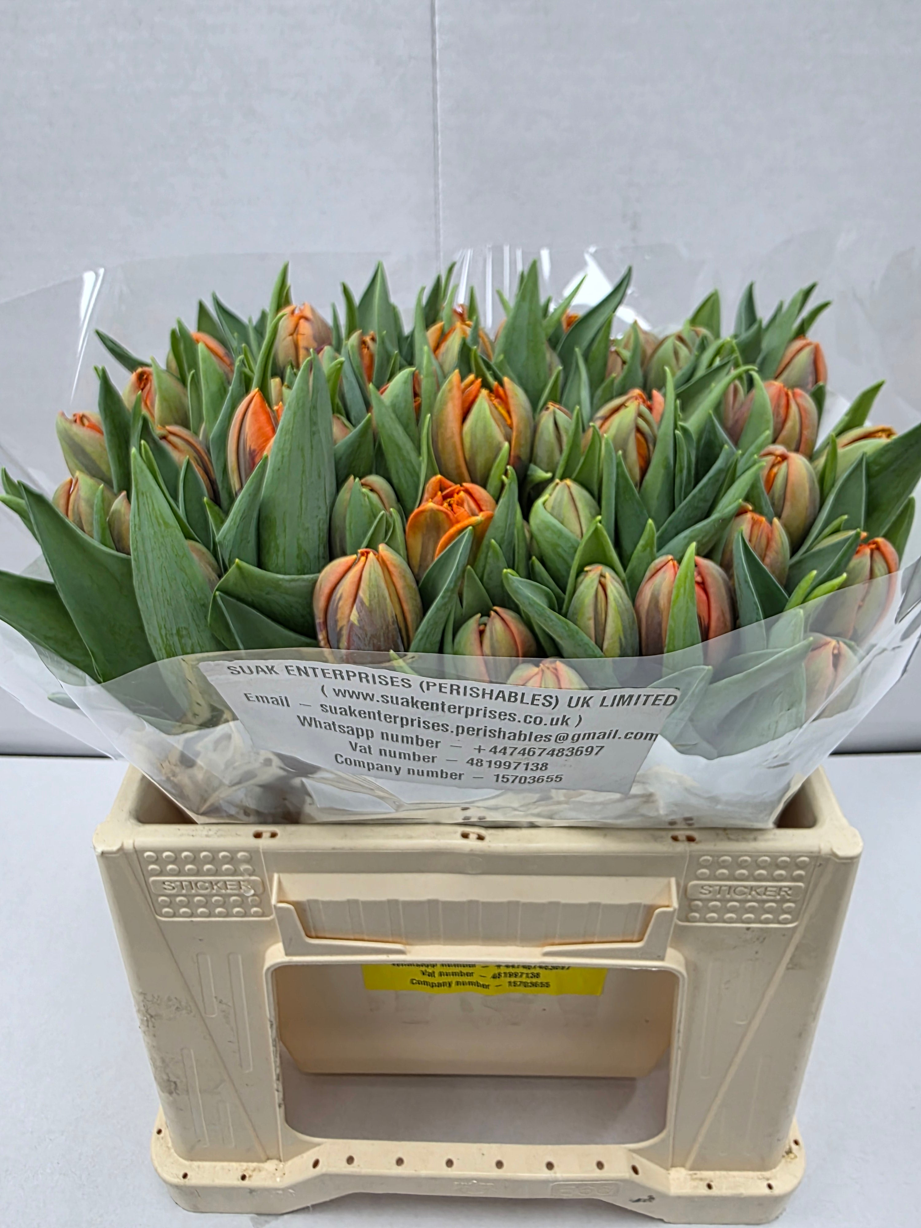Farm Fresh Tulipa Du Orange Princess( Bunch of 50stems, Length 36cm)