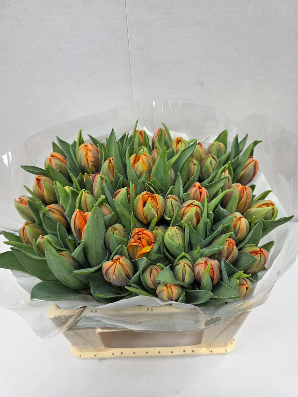 Farm Fresh Tulipa Du Orange Princess( Bunch of 50stems, Length 36cm)