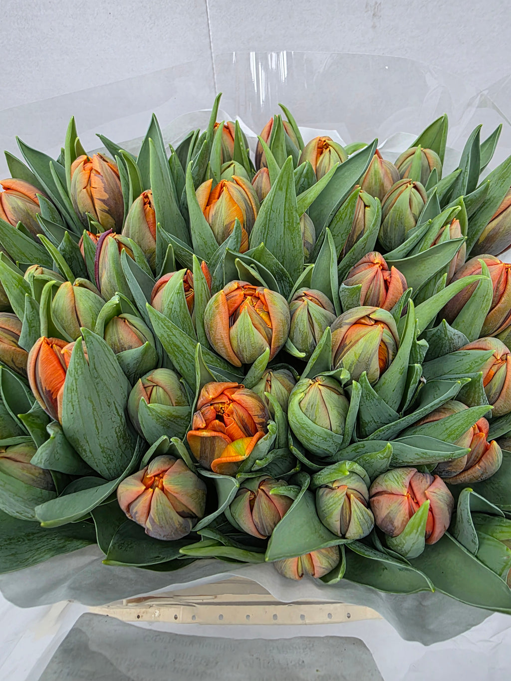 Farm Fresh Tulipa Du Orange Princess( Bunch of 50stems, Length 36cm)