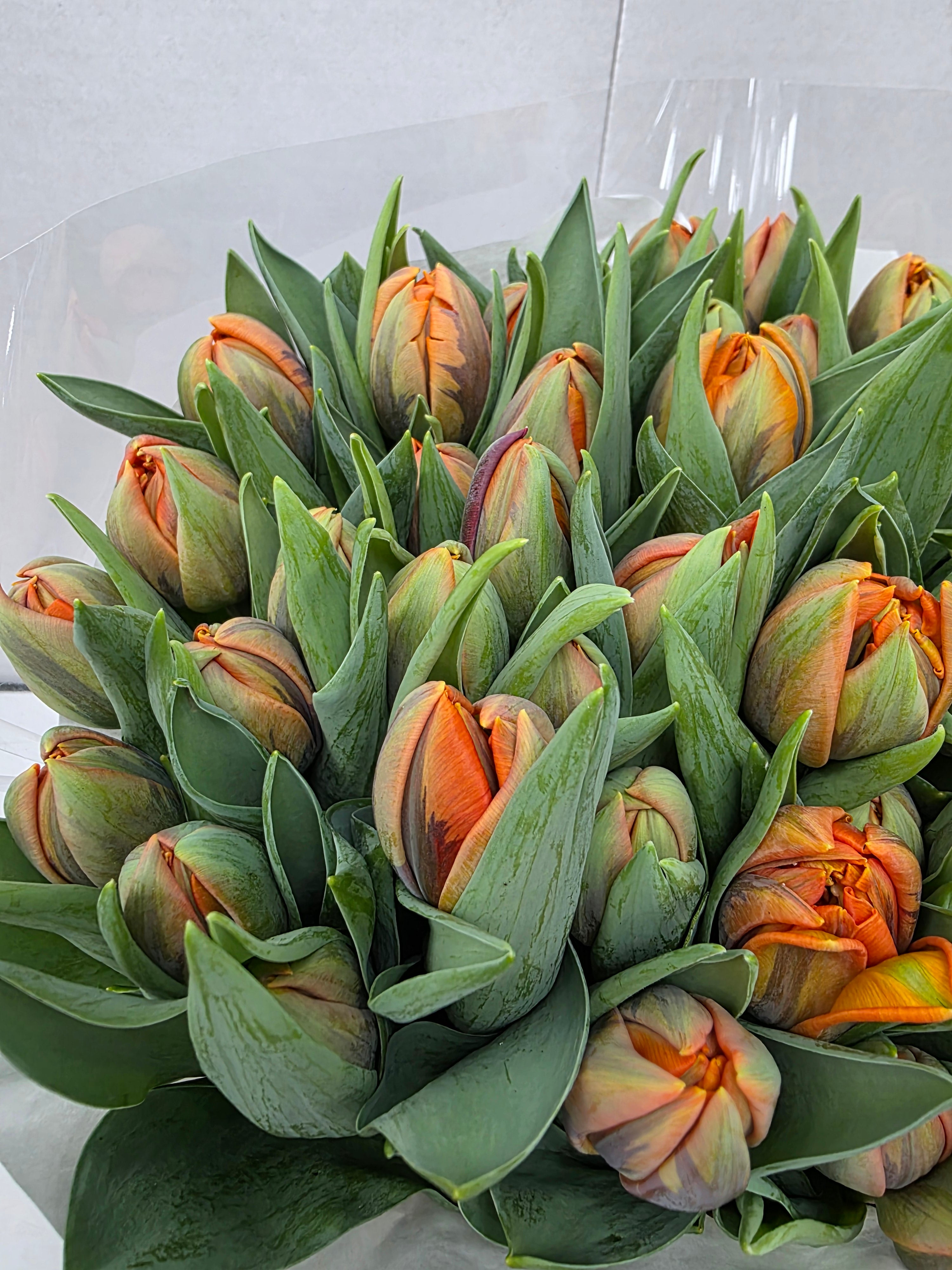 Farm Fresh Tulipa Du Orange Princess( Bunch of 50stems, Length 36cm)
