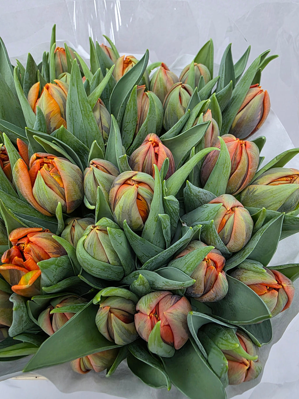 Farm Fresh Tulipa Du Orange Princess( Bunch of 50stems, Length 36cm)