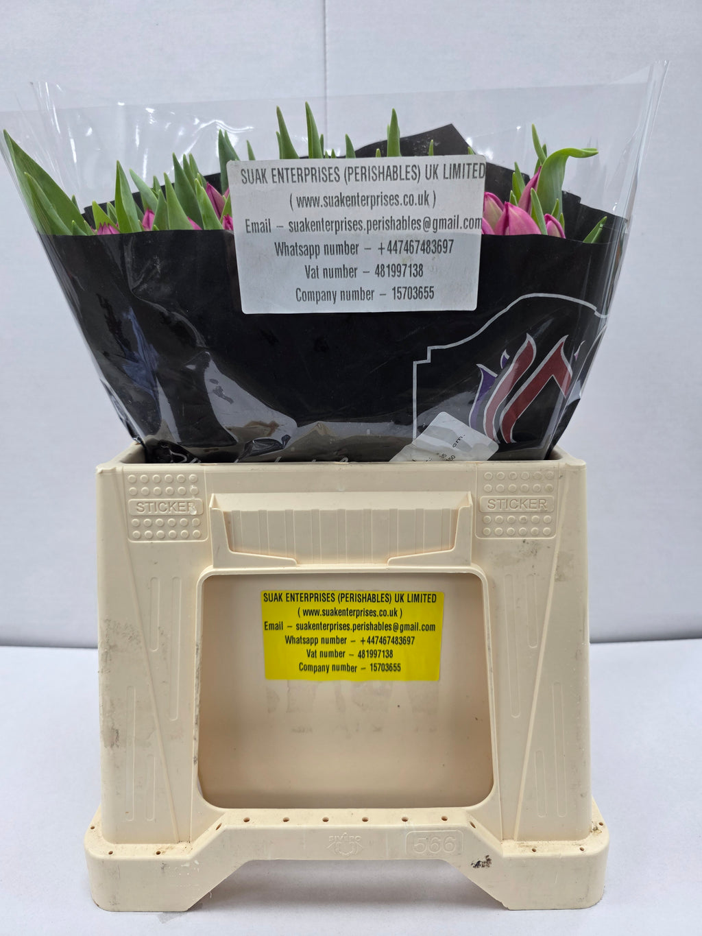 Farm Fresh Tulipa Queen of Marvel( Bunch of 50stems, Length 35cm)