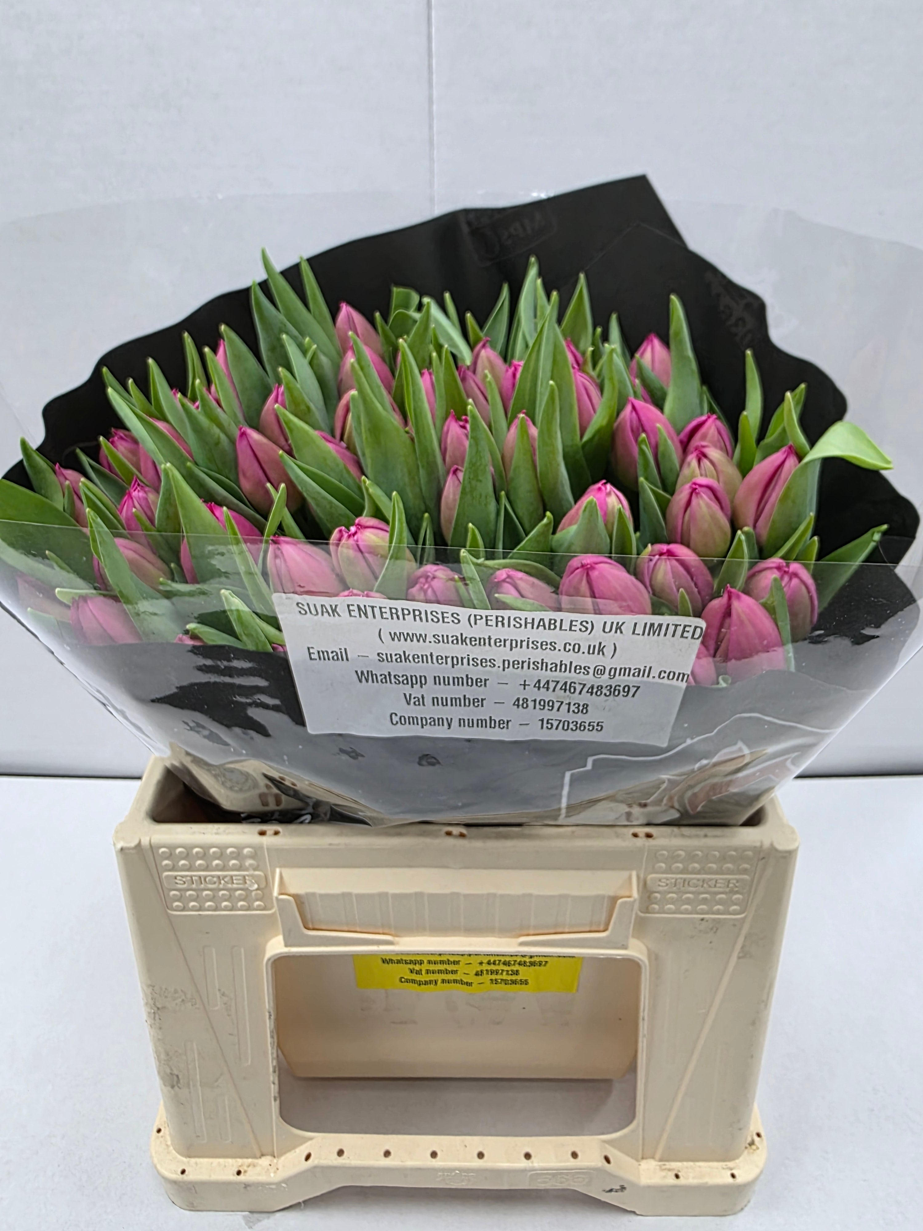 Farm Fresh Tulipa Queen of Marvel( Bunch of 50stems, Length 35cm)