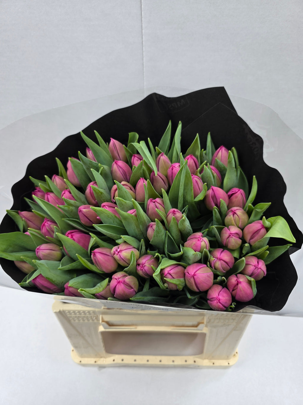 Farm Fresh Tulipa Queen of Marvel( Bunch of 50stems, Length 35cm)