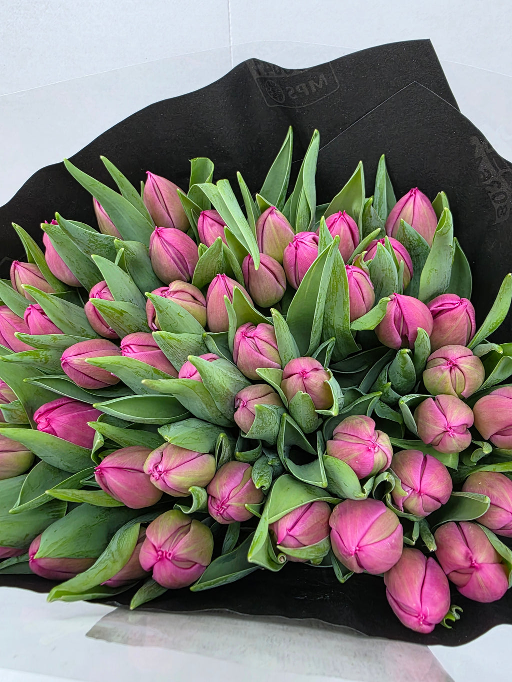Farm Fresh Tulipa Queen of Marvel( Bunch of 50stems, Length 35cm)