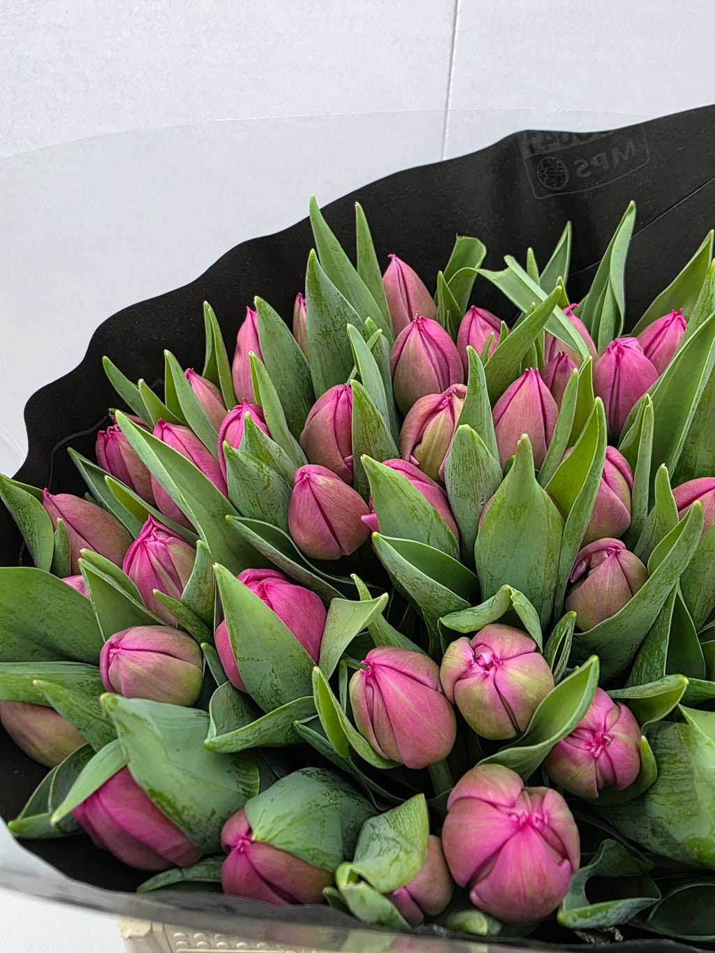 Farm Fresh Tulipa Queen of Marvel( Bunch of 50stems, Length 35cm)
