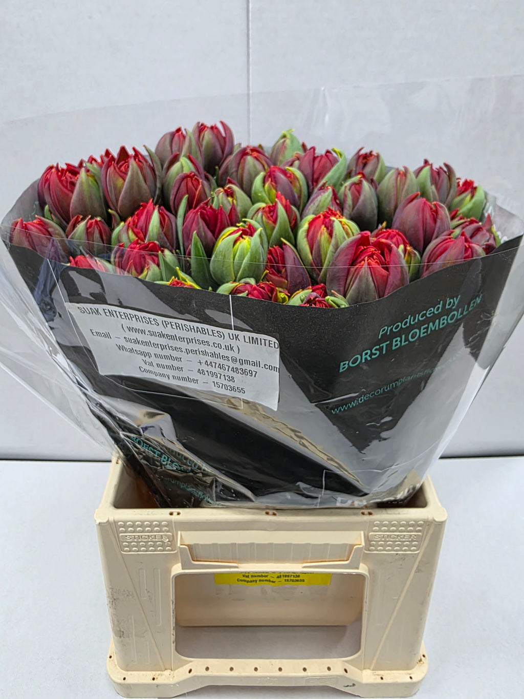 Farm Fresh Tulipa Du Red Princes ( Bunch of 50stems, Length 40cm)