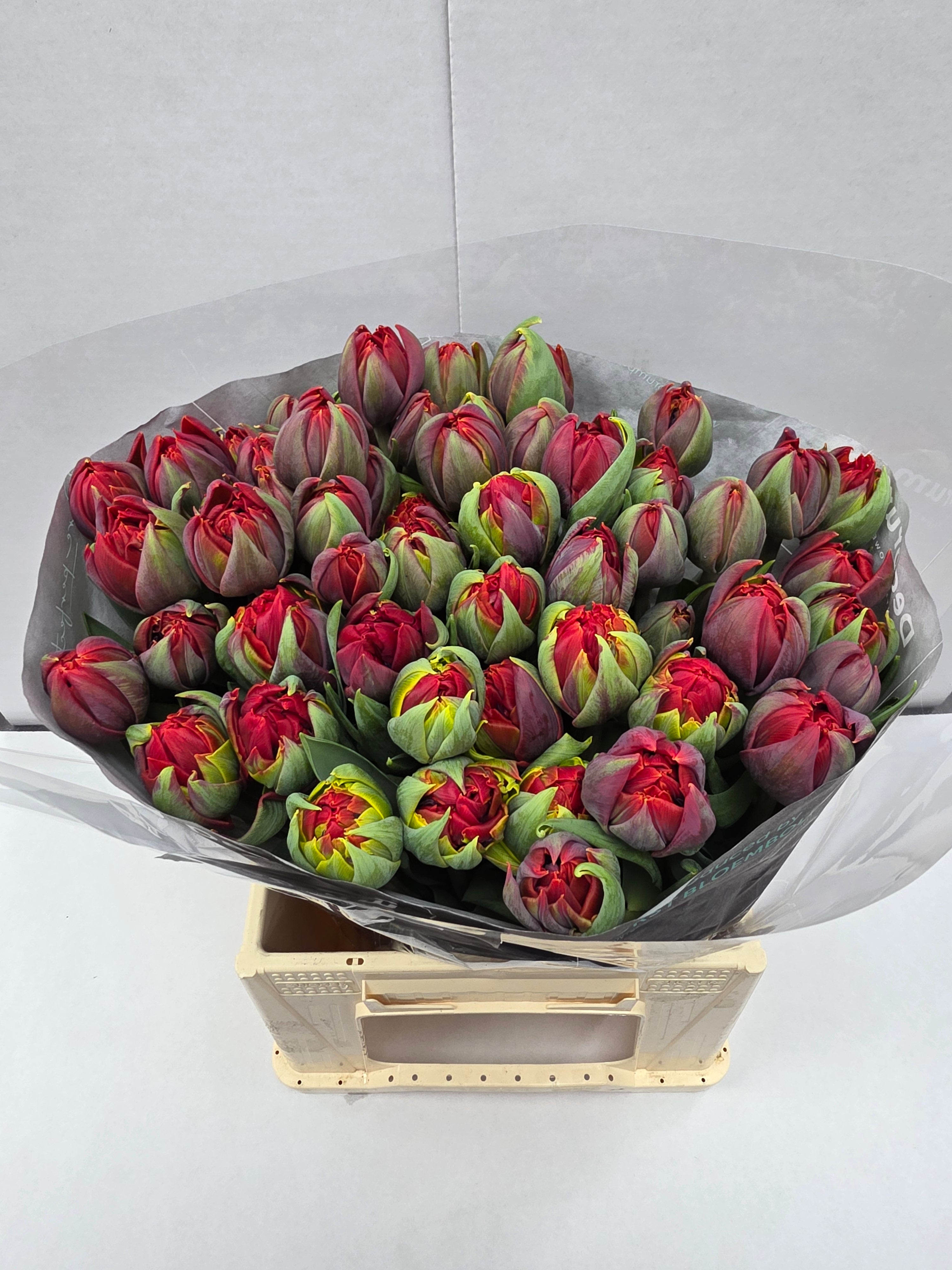 Farm Fresh Tulipa Du Red Princes ( Bunch of 50stems, Length 40cm)