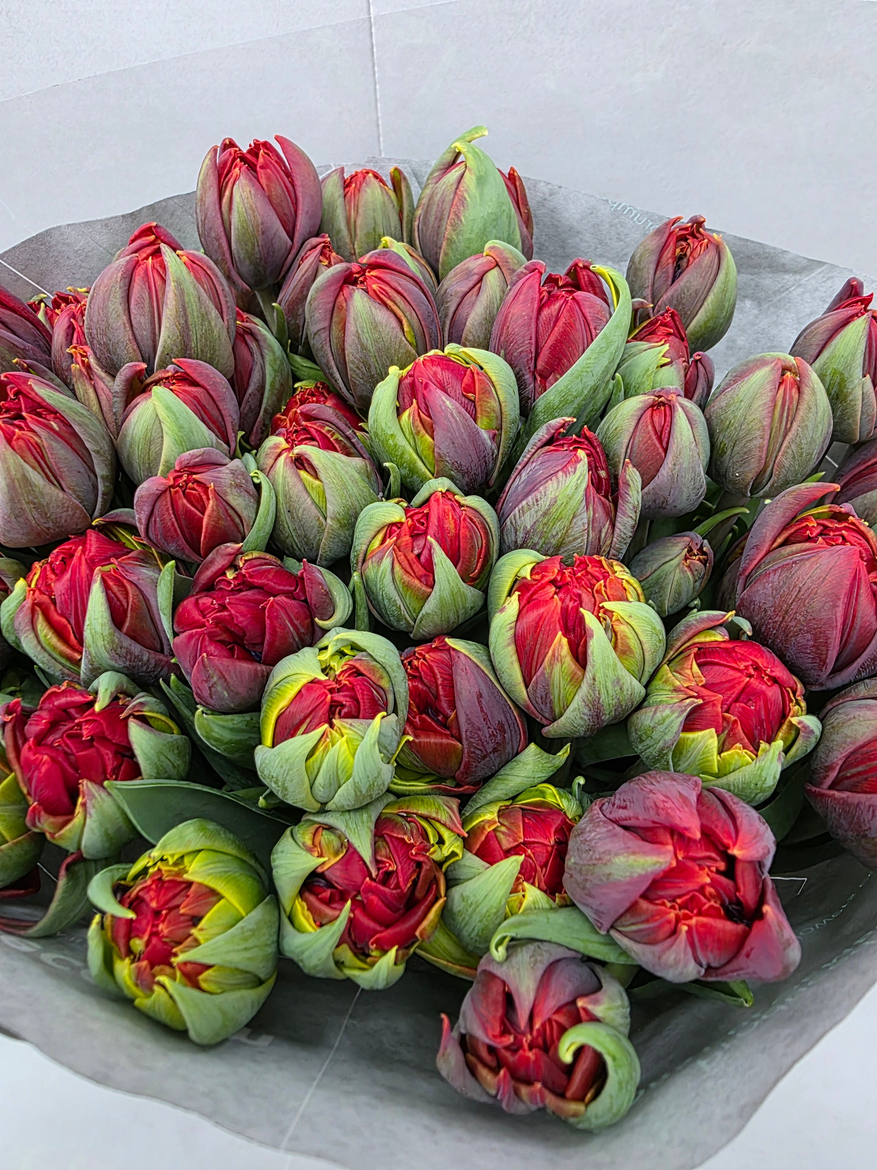 Farm Fresh Tulipa Du Red Princes ( Bunch of 50stems, Length 40cm)