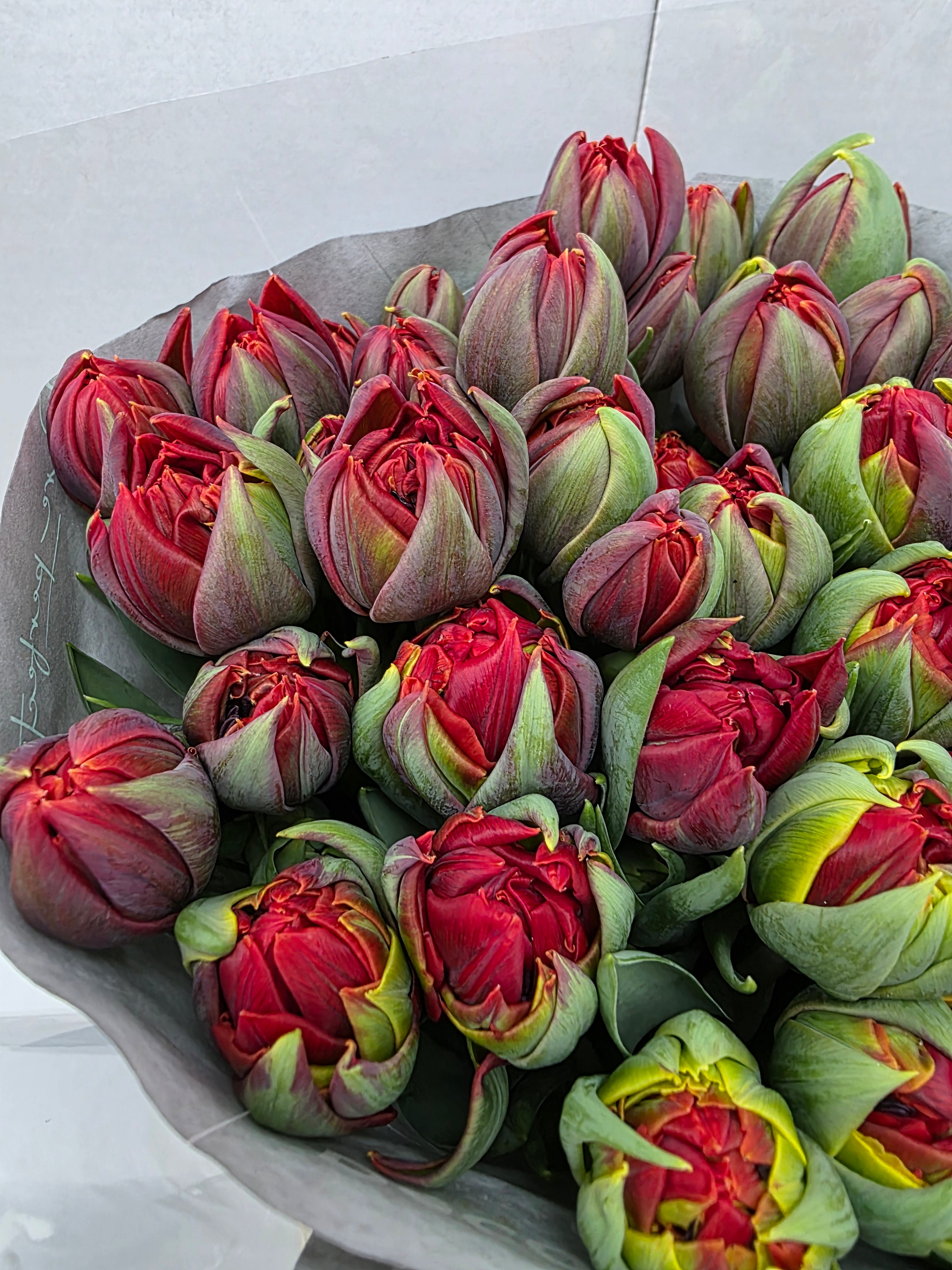 Farm Fresh Tulipa Du Red Princes ( Bunch of 50stems, Length 40cm)