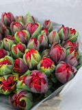 Farm Fresh Tulipa Du Red Princes ( Bunch of 50stems, Length 40cm)