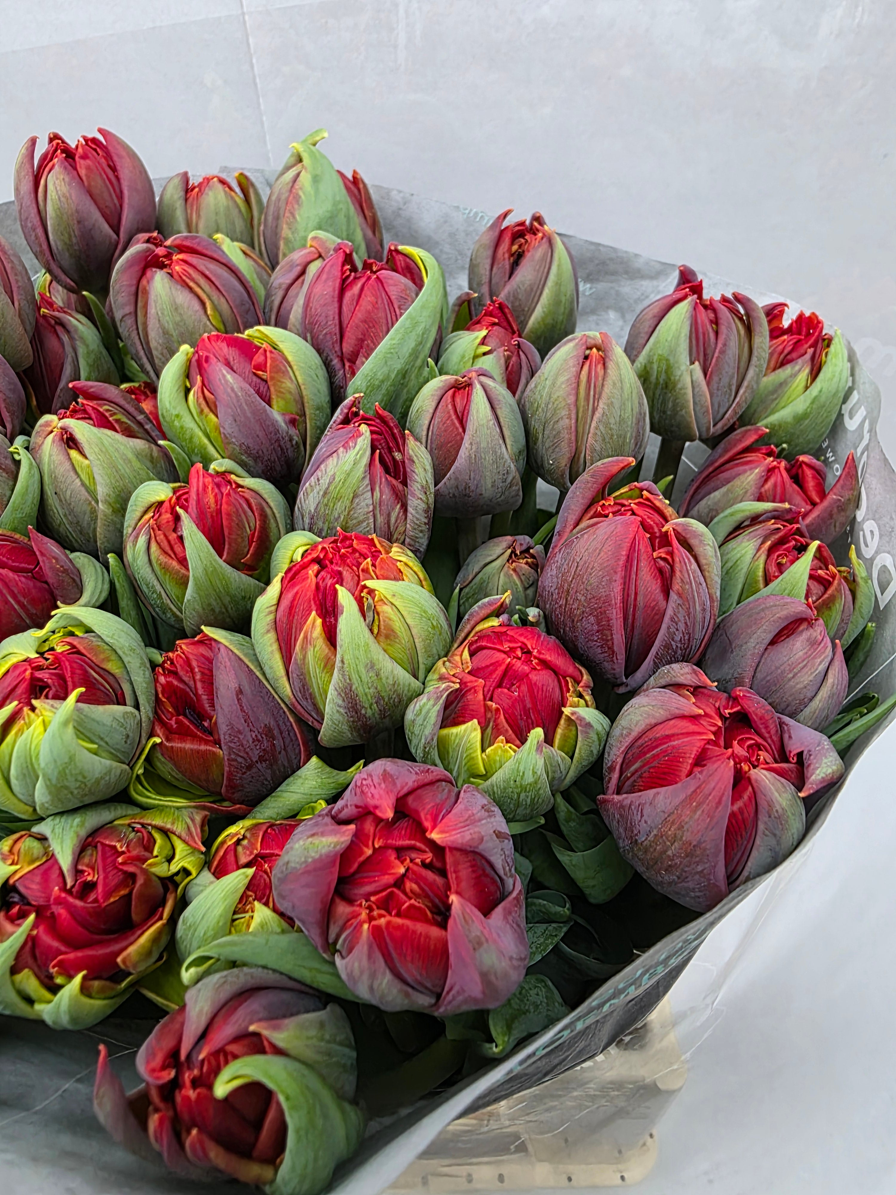 Farm Fresh Tulipa Du Red Princes ( Bunch of 50stems, Length 40cm)