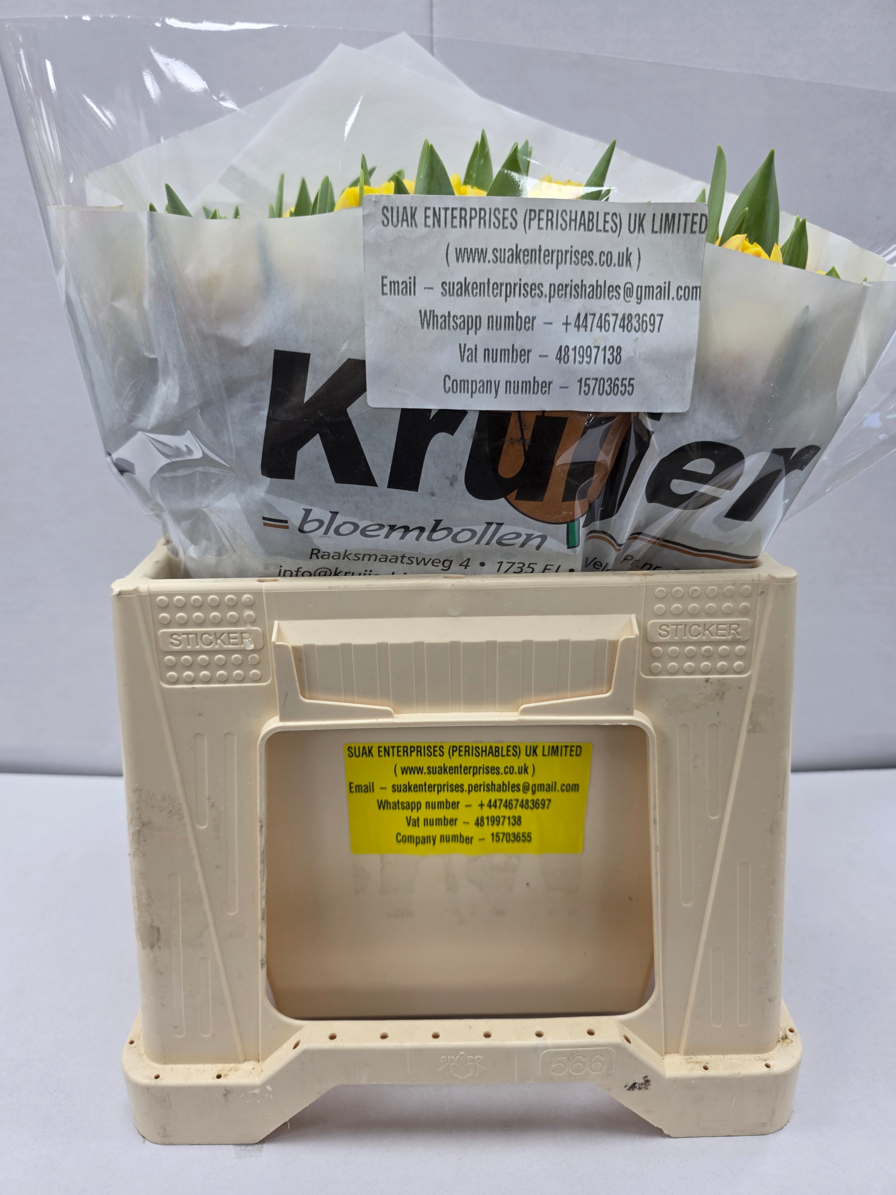 Farm Fresh Tulipa Du Redemption( Bunch of 50stems, Length 36cm)