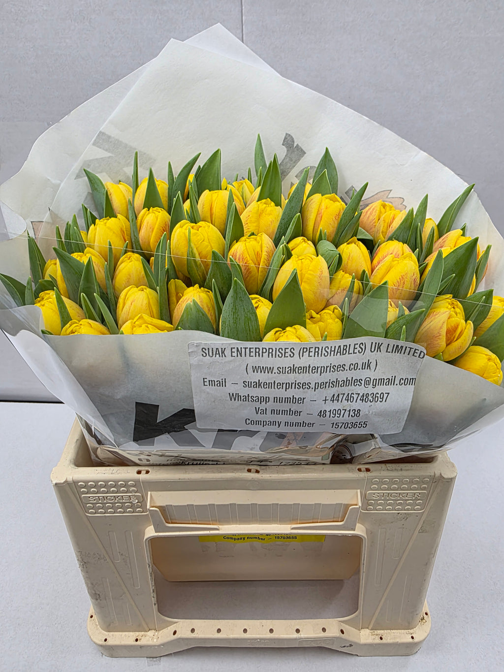 Farm Fresh Tulipa Du Redemption( Bunch of 50stems, Length 36cm)