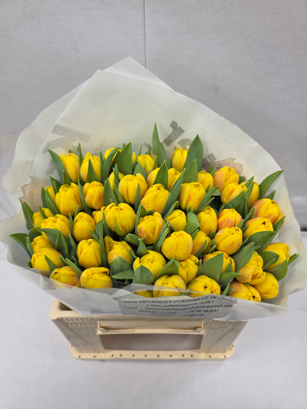 Farm Fresh Tulipa Du Redemption( Bunch of 50stems, Length 36cm)