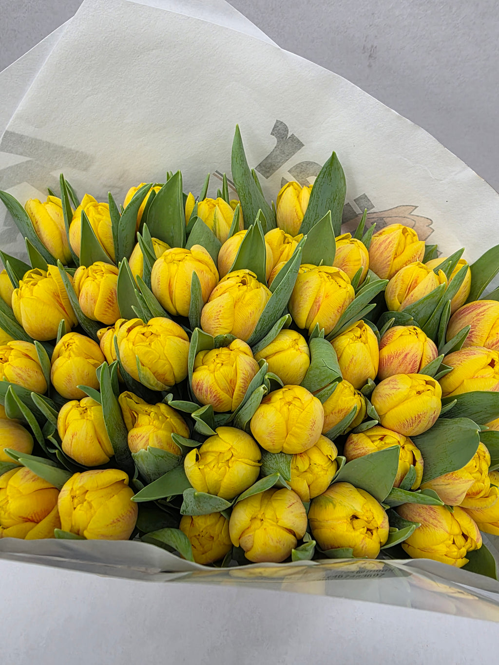Farm Fresh Tulipa Du Redemption( Bunch of 50stems, Length 36cm)