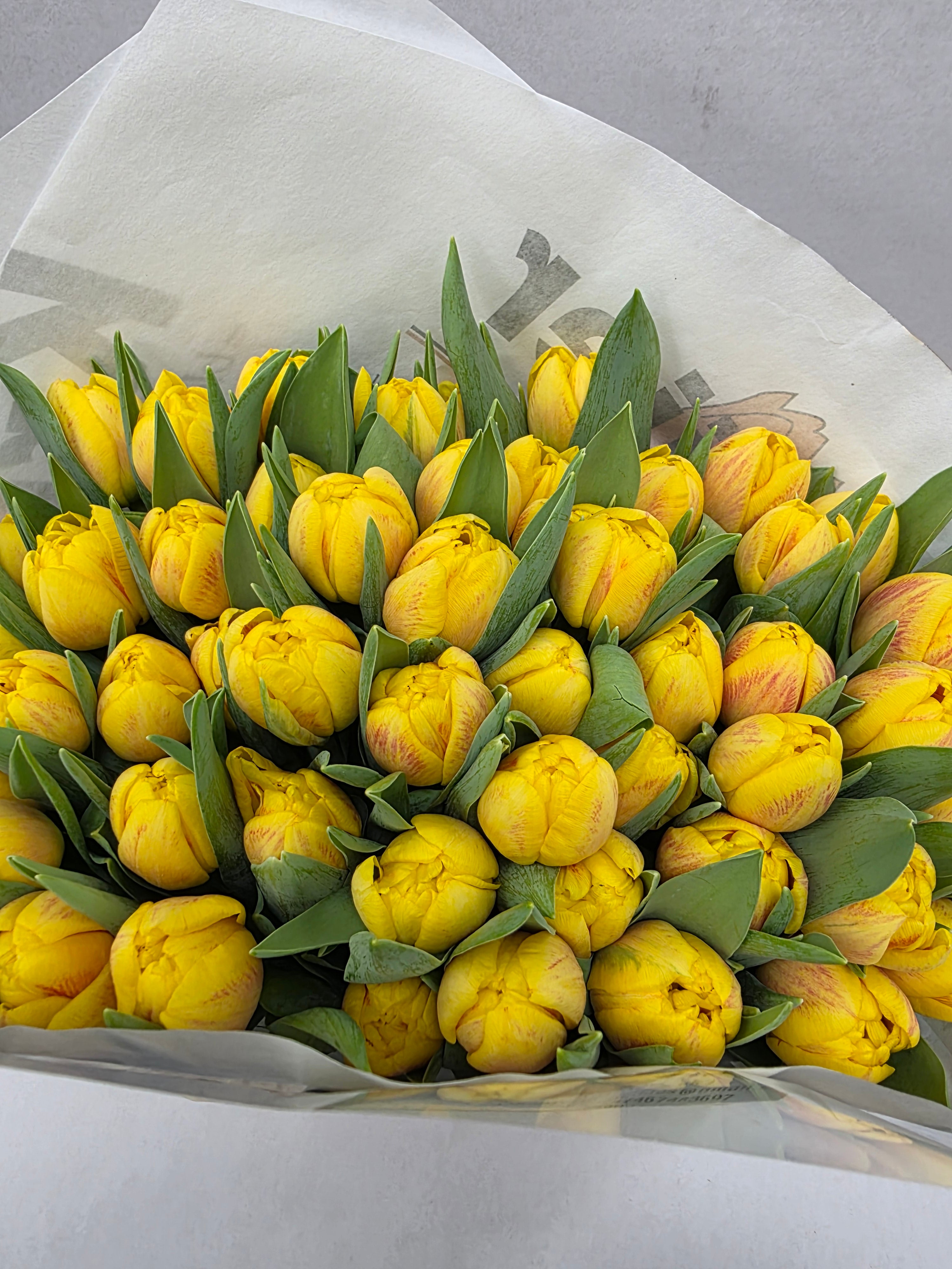 Farm Fresh Tulipa Du Redemption( Bunch of 50stems, Length 36cm)