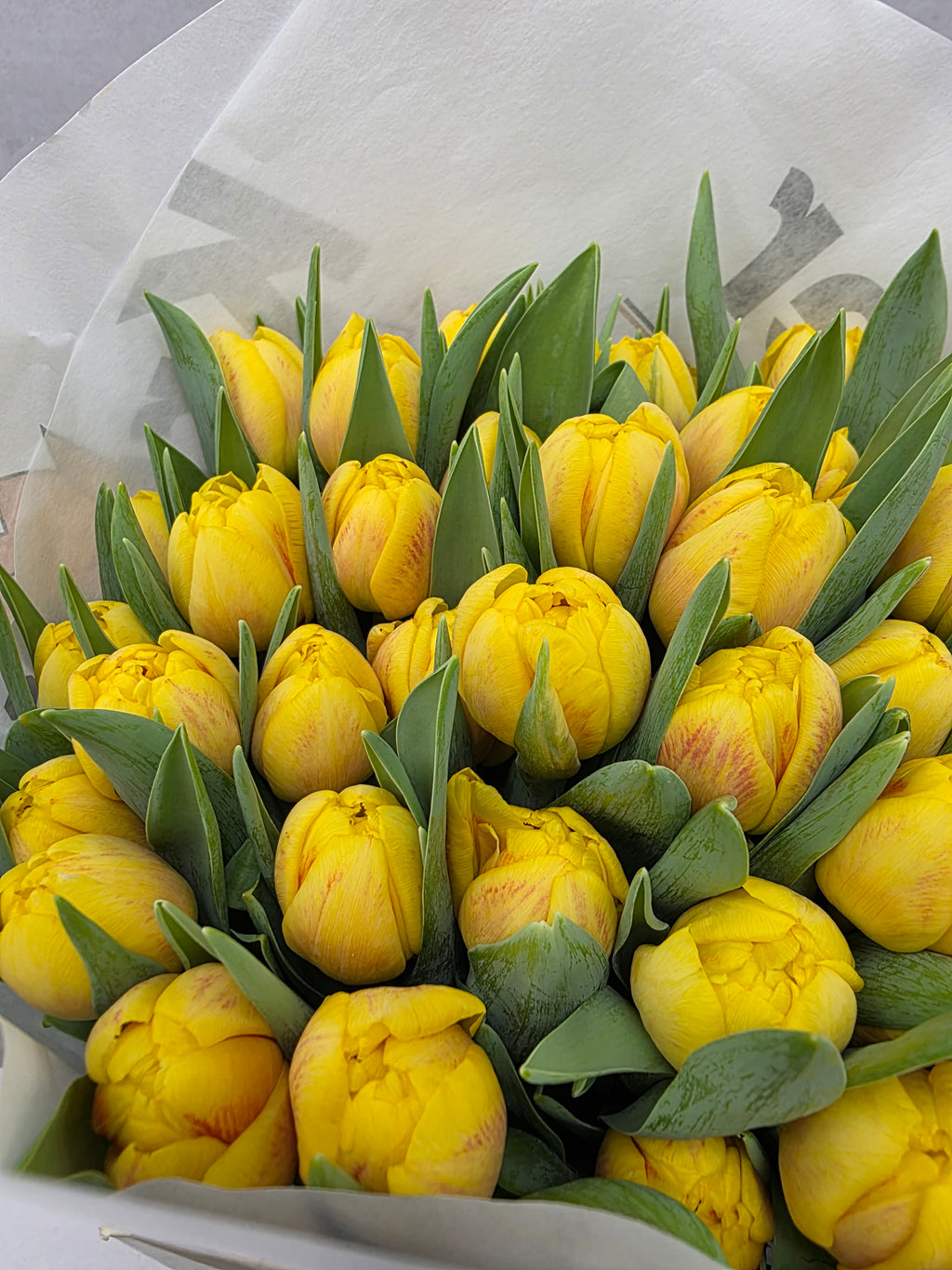 Farm Fresh Tulipa Du Redemption( Bunch of 50stems, Length 36cm)
