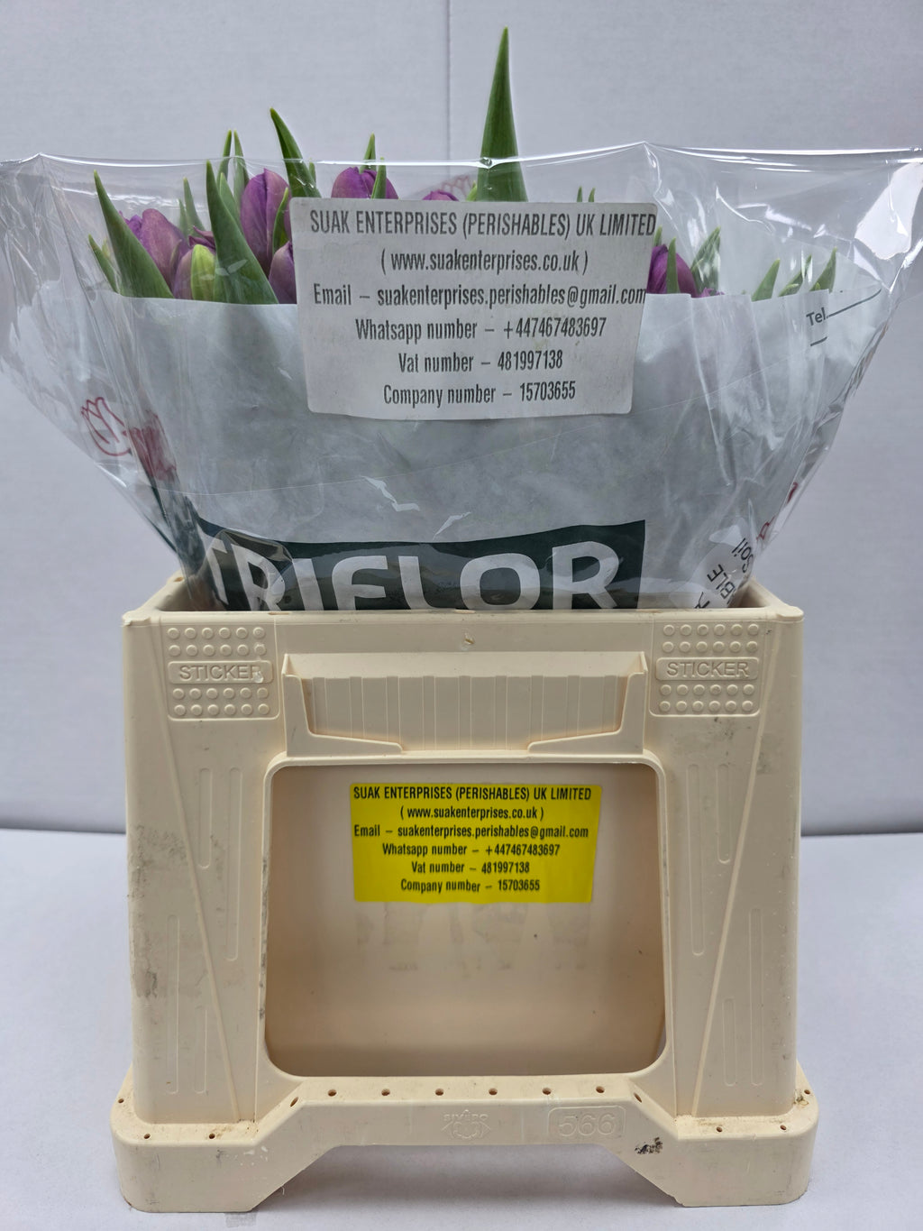 Farm Fresh Tulipa Du Respectable( Bunch of 50stems, Length 35cm)