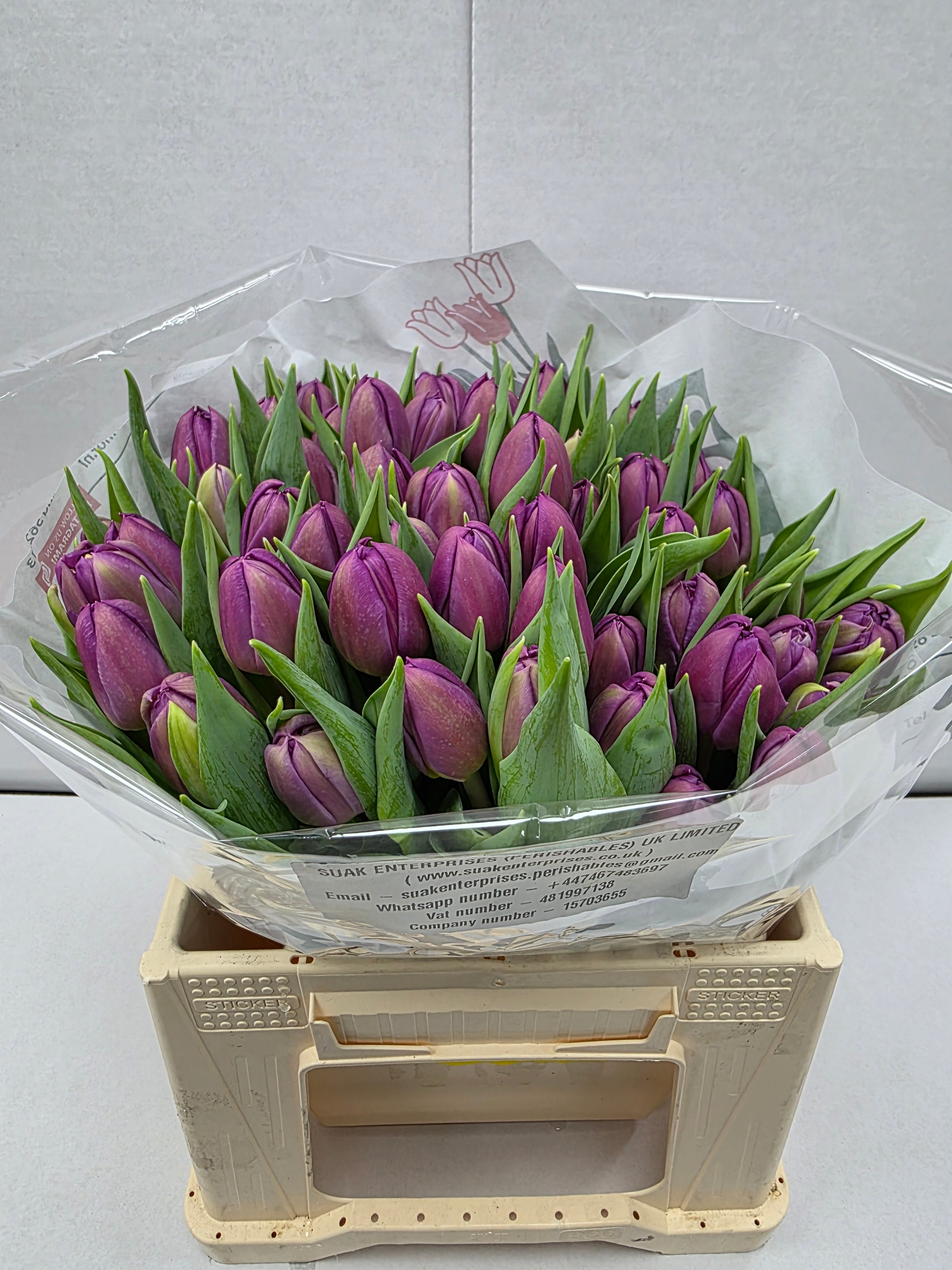 Farm Fresh Tulipa Du Respectable( Bunch of 50stems, Length 35cm)