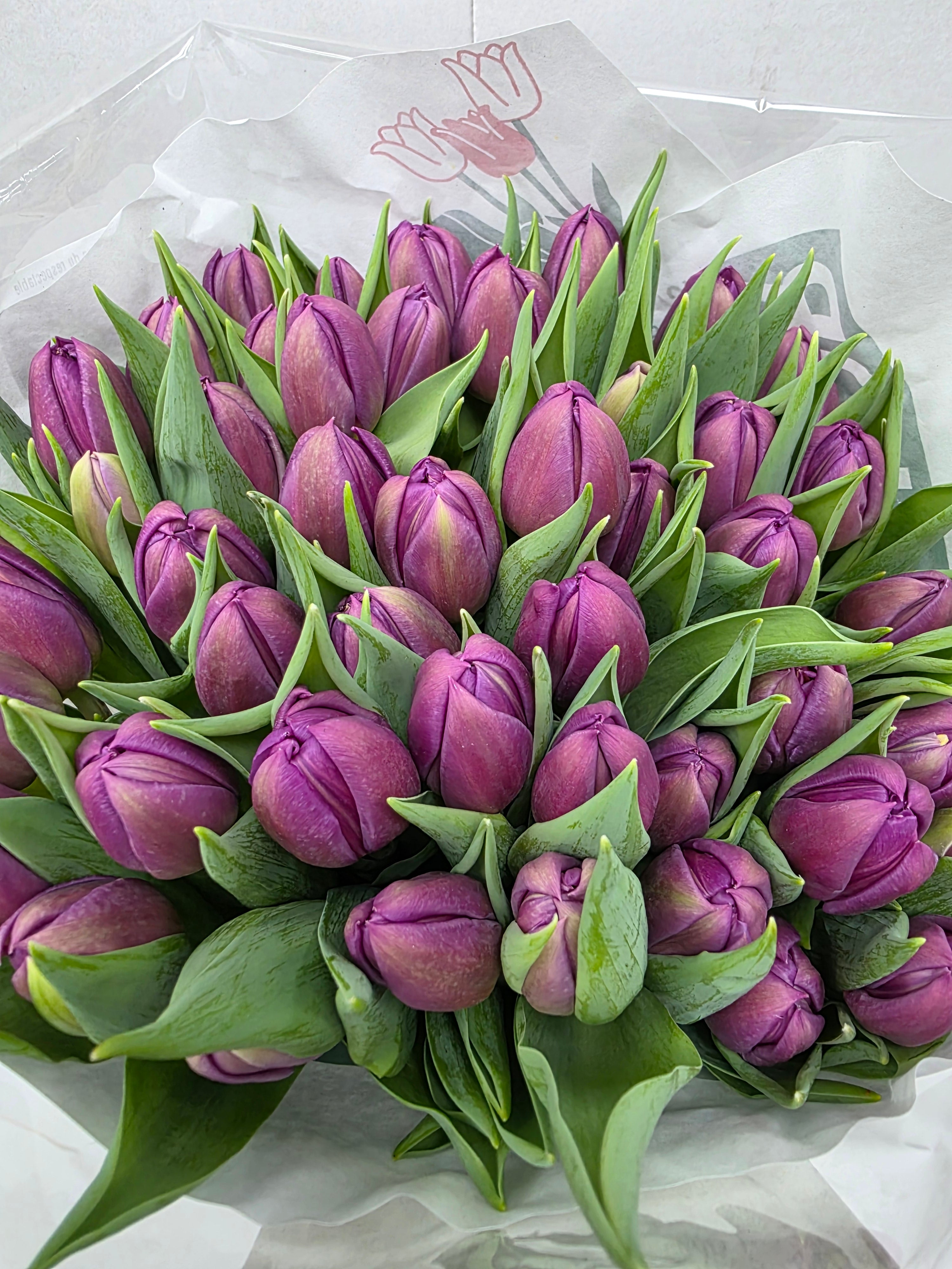 Farm Fresh Tulipa Du Respectable( Bunch of 50stems, Length 35cm)