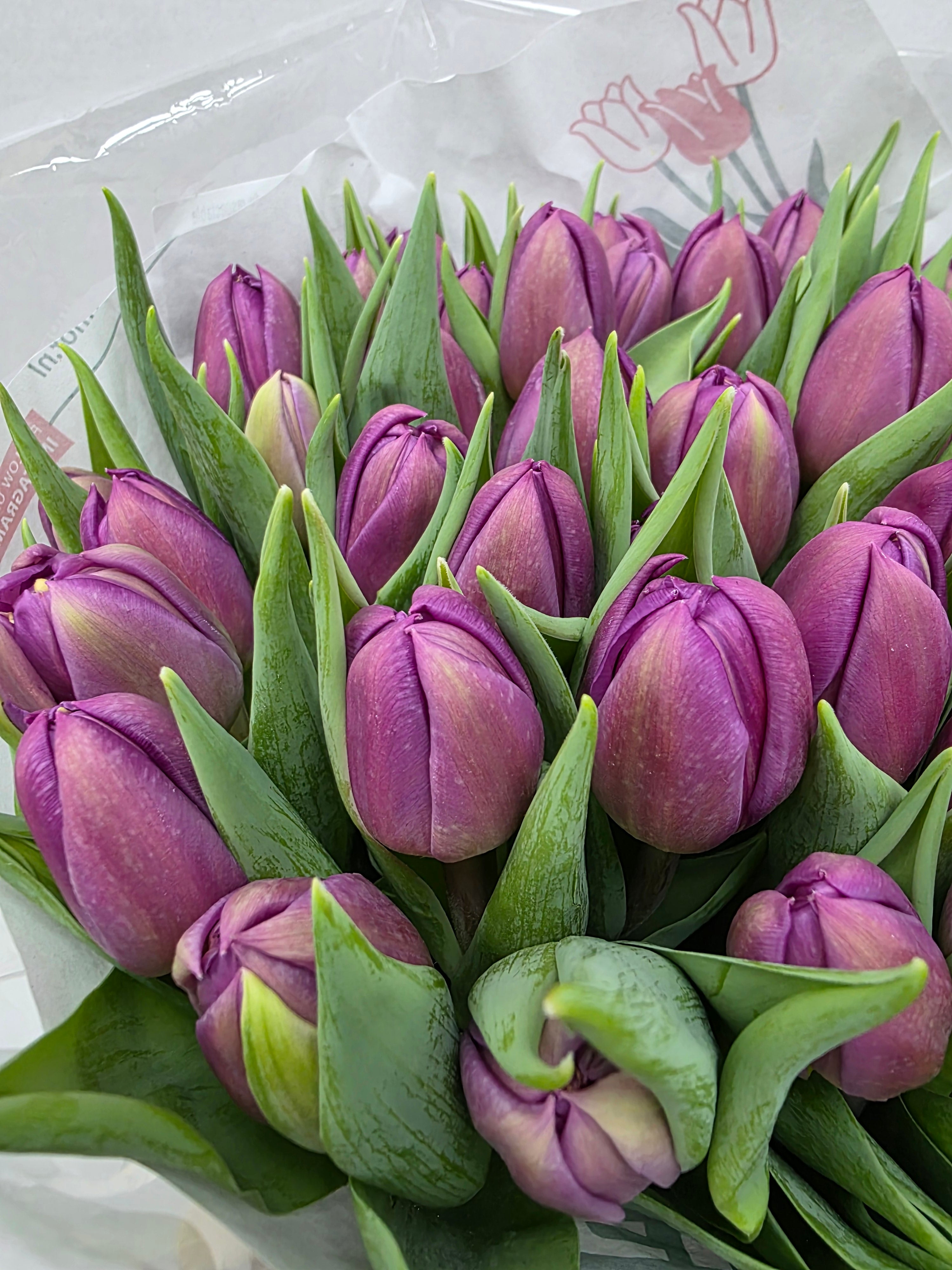 Farm Fresh Tulipa Du Respectable( Bunch of 50stems, Length 35cm)