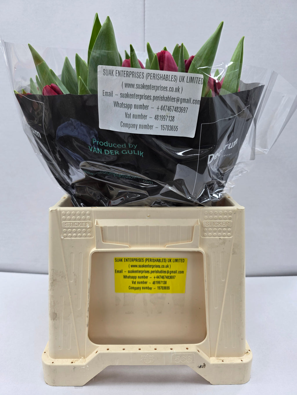Farm Fresh Tulipa En Antartica Fire ( Bunch of 50stems, Length 38cm)