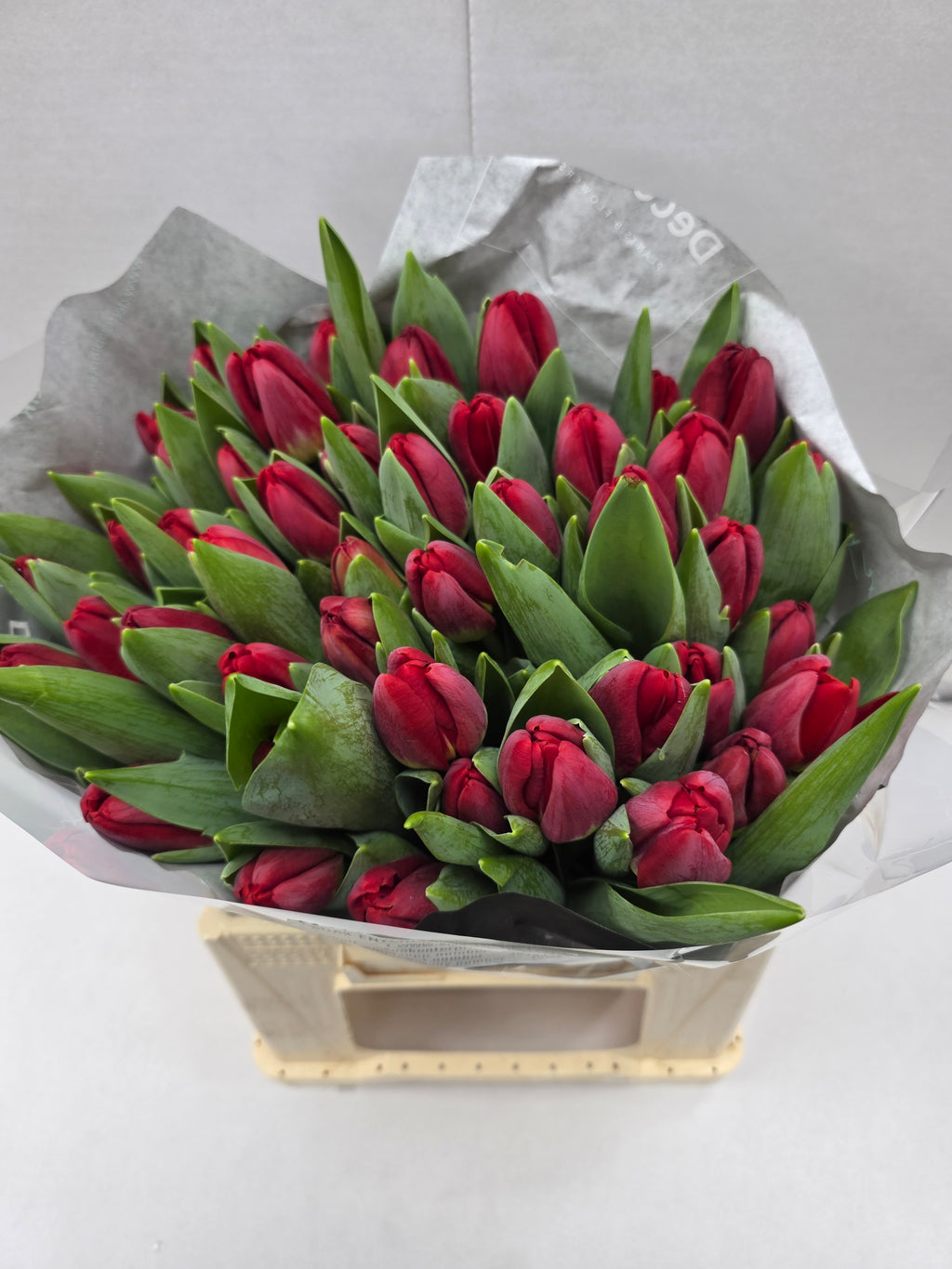 Farm Fresh Tulipa En Antartica Fire ( Bunch of 50stems, Length 38cm)