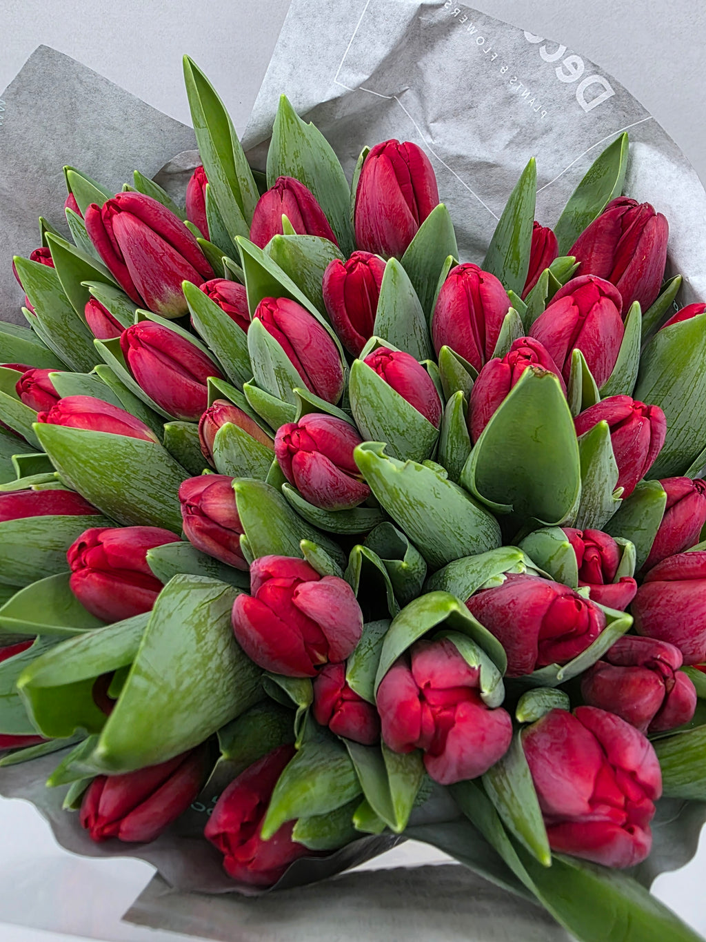 Farm Fresh Tulipa En Antartica Fire ( Bunch of 50stems, Length 38cm)