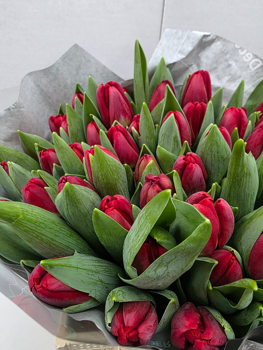 Farm Fresh Tulipa En Antartica Fire ( Bunch of 50stems, Length 38cm)