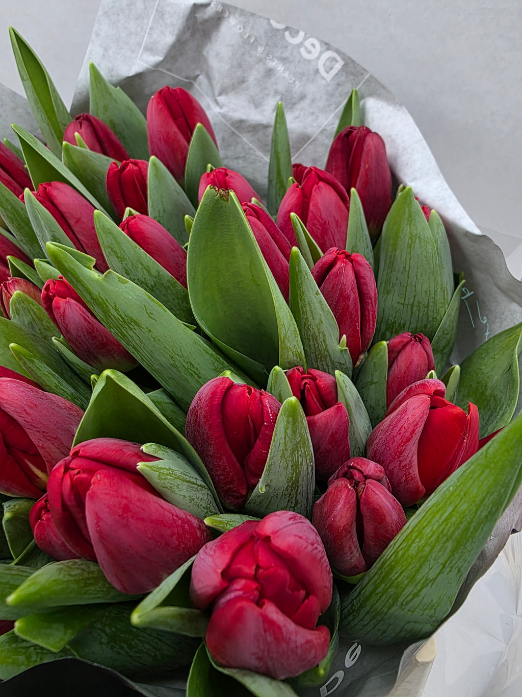Farm Fresh Tulipa En Antartica Fire ( Bunch of 50stems, Length 38cm)